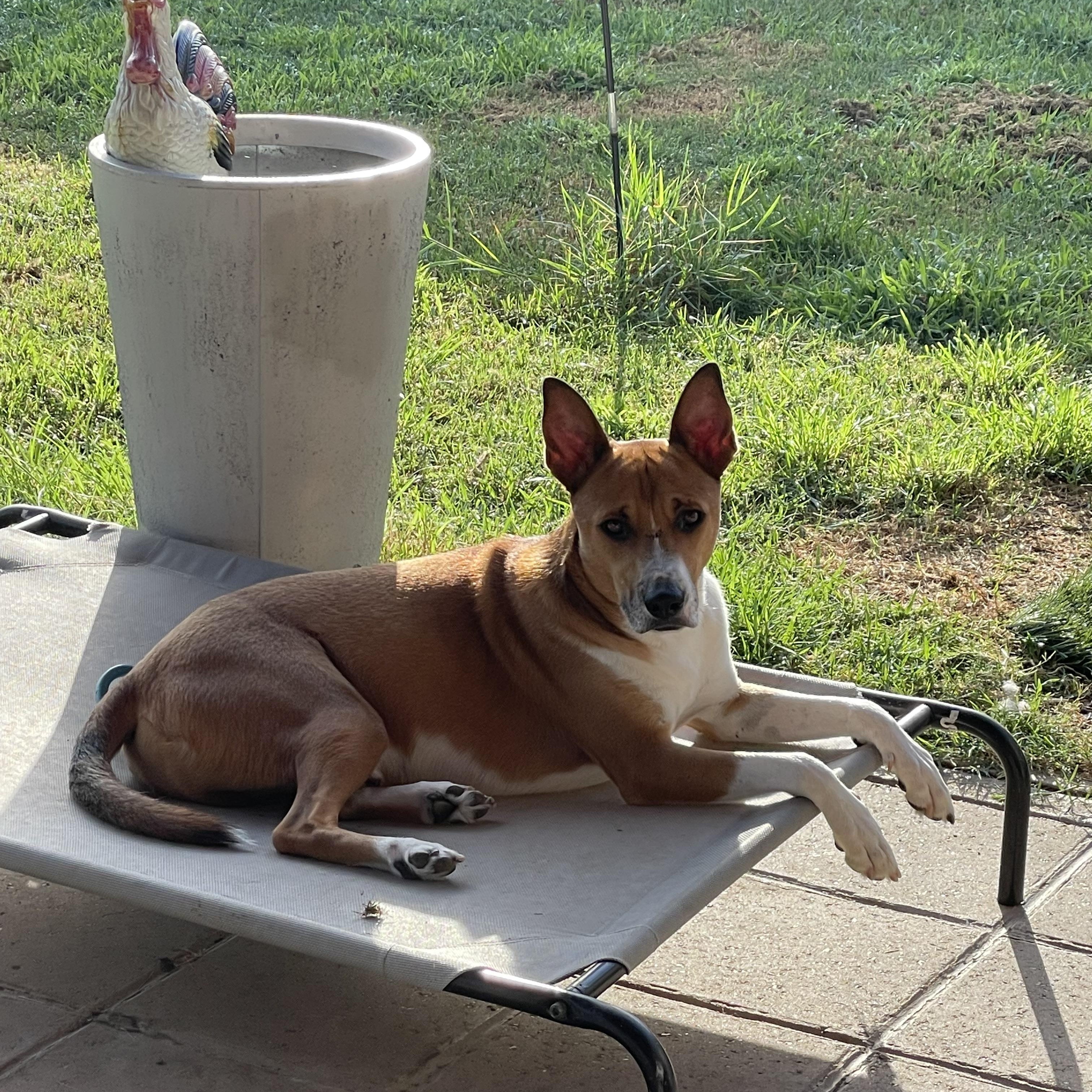 Enlarge Cooper, a Adoptable mixed breed in Wilmington, NC image 4/6