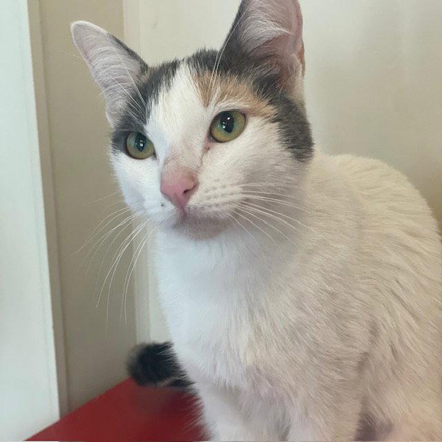 Jada, Adopted, Adult Female Domestic Short Hair.
