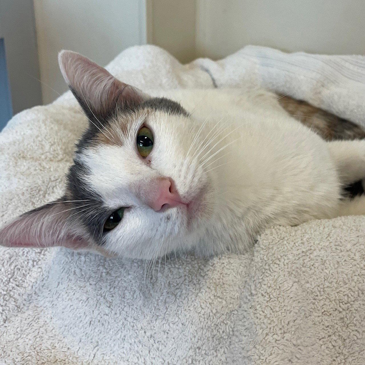 Enlarge Jada, a Adopted Domestic Short Hair in Burlingame, CA image 2/3