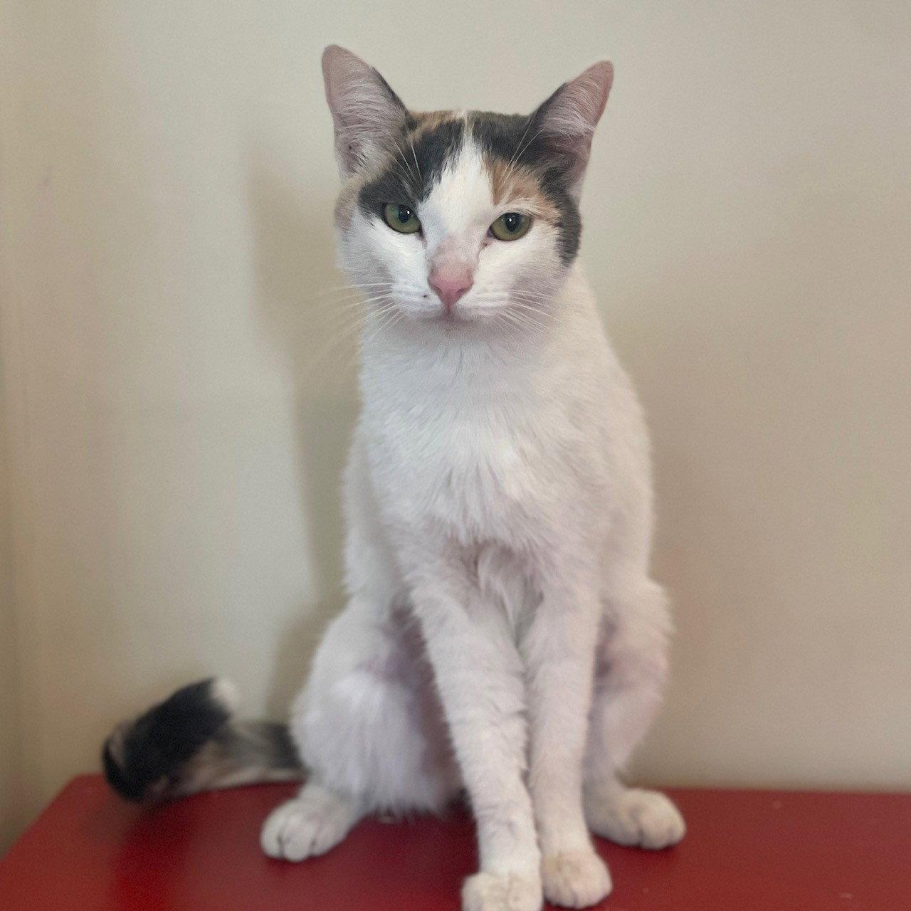 Enlarge Jada, a Adopted Domestic Short Hair in Burlingame, CA image 3/3