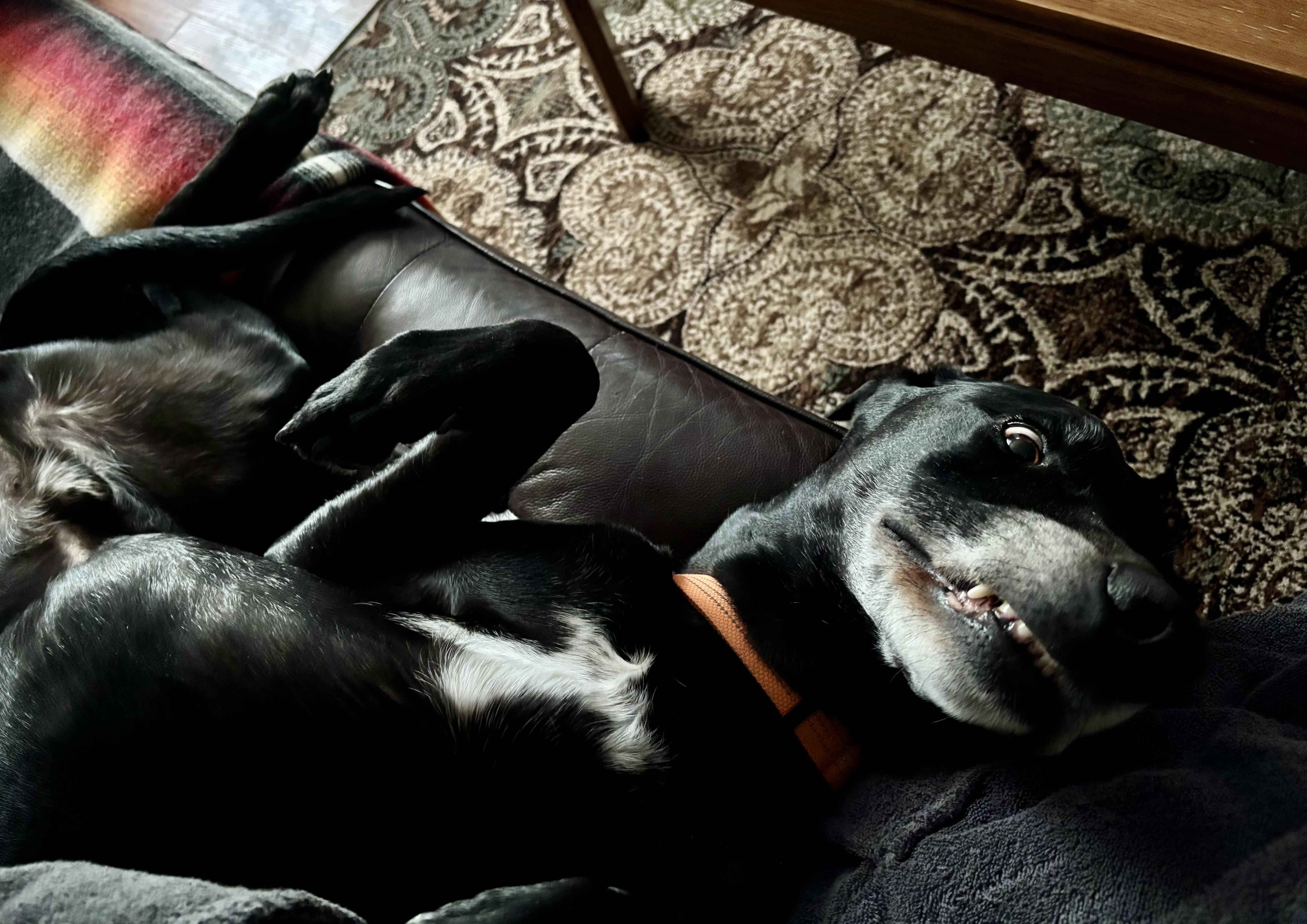 Enlarge Ted, an adopted Mixed Breed in Saskatoon, SK image 2/4