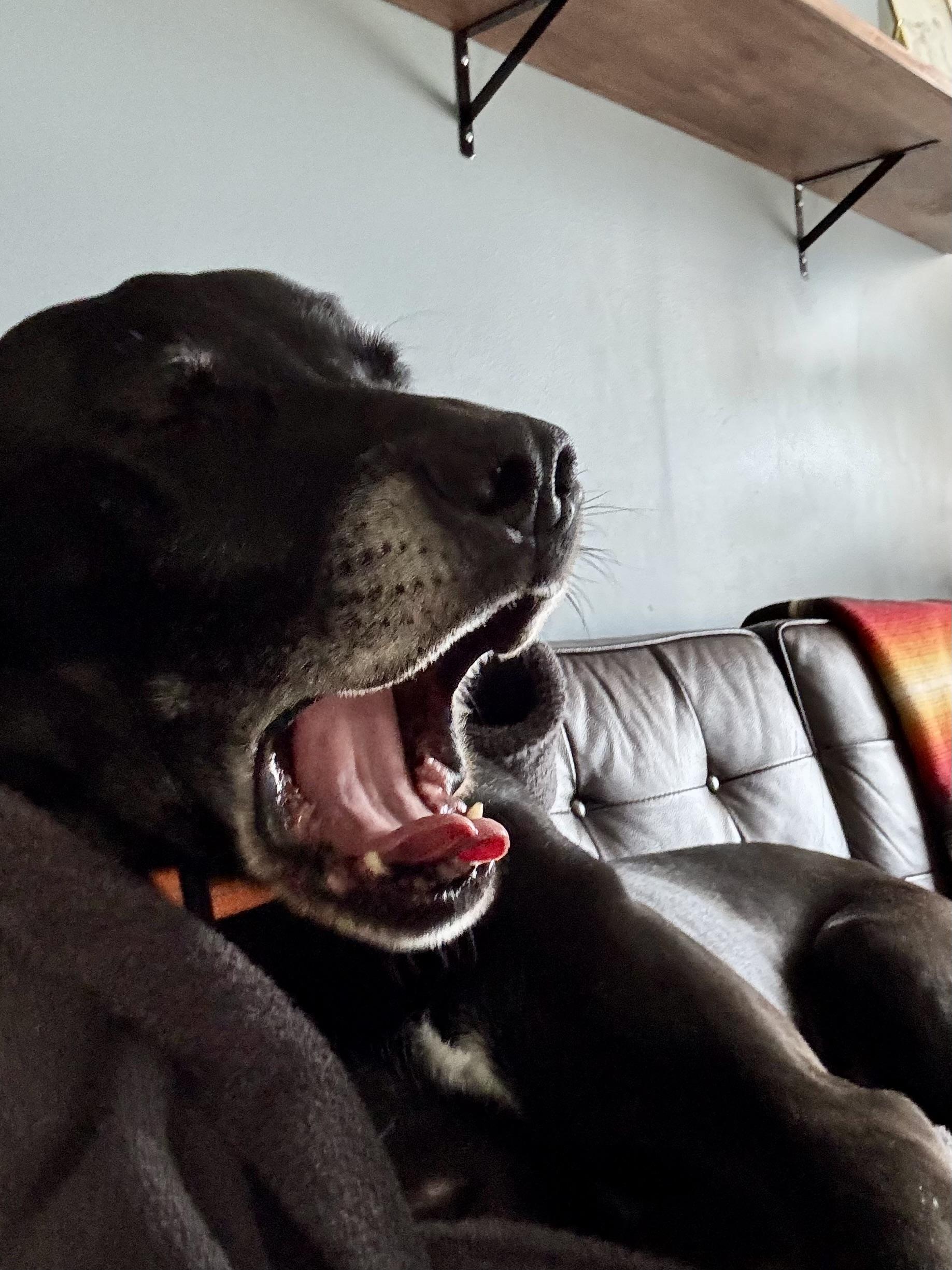 Enlarge Ted, an adopted Mixed Breed in Saskatoon, SK image 4/4