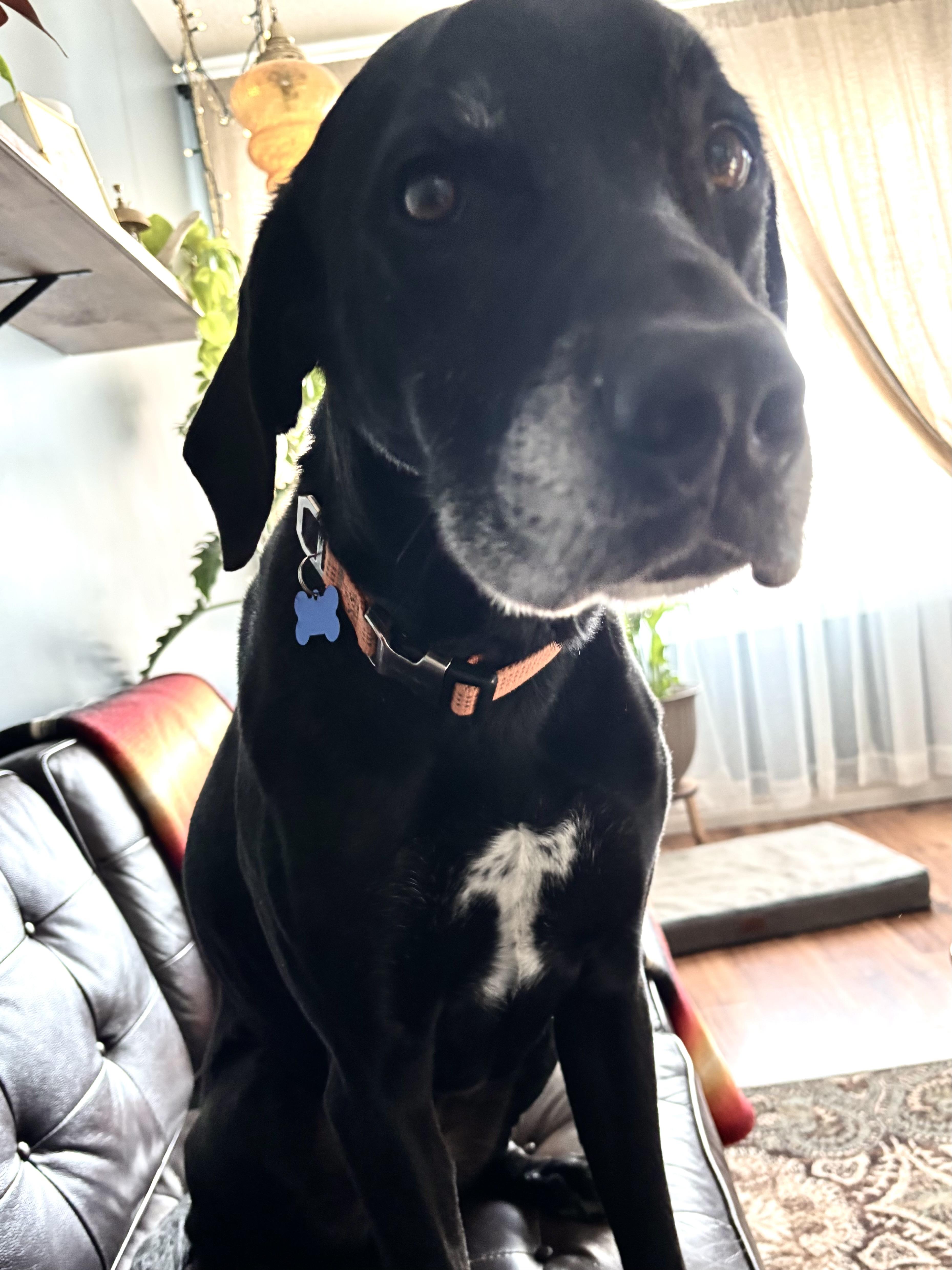 Ted, adopted, Adult Male Mixed Breed.