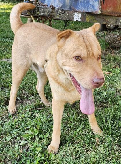 Bugsy, Adoptable, Adult Male Shar-Pei & Mixed Breed.