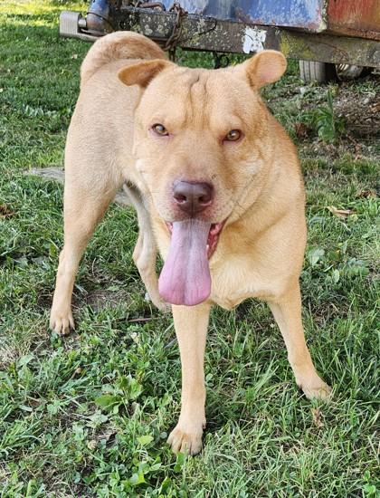 Enlarge Bugsy, a Adoptable mixed breed in New Albany, IN image 2/2