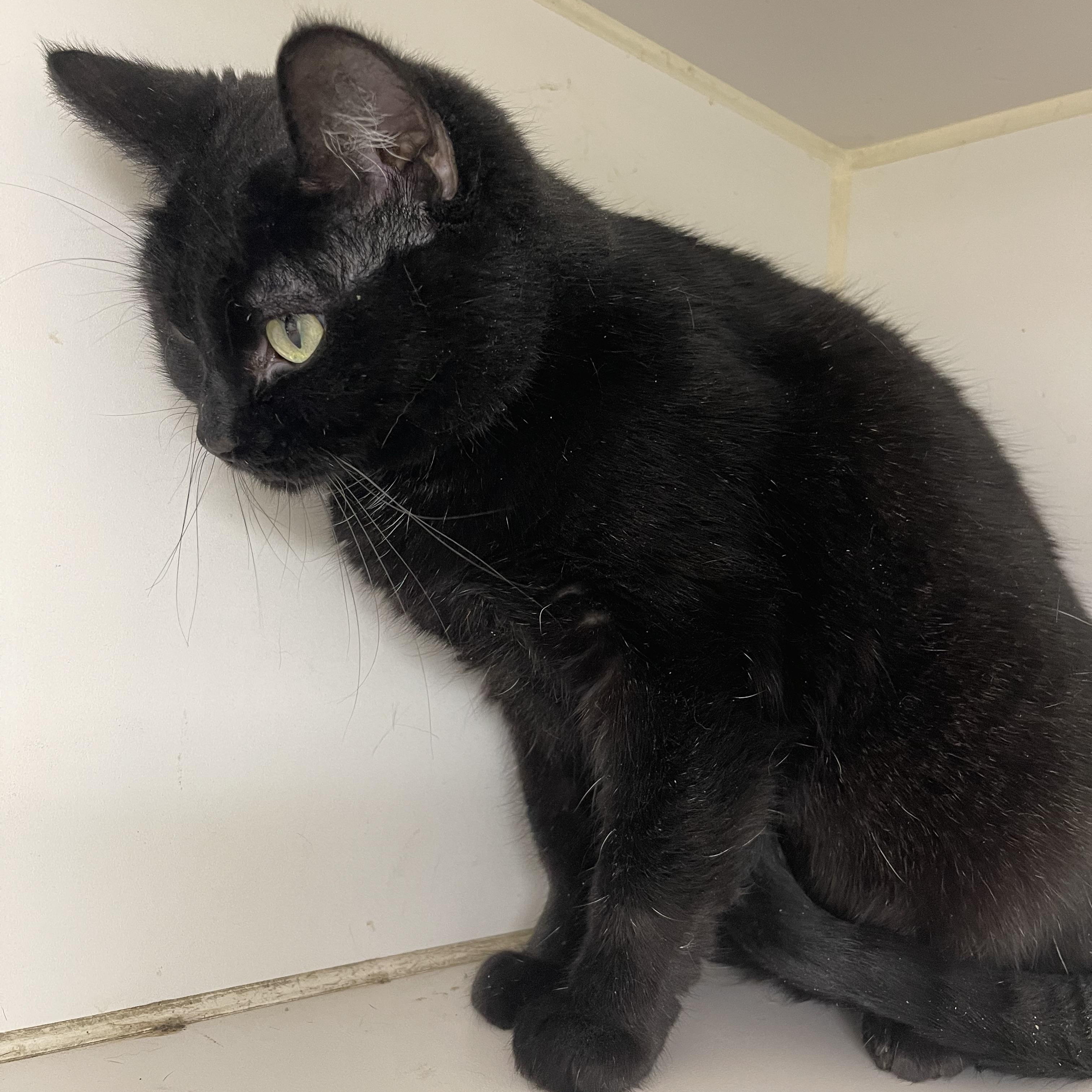 Minnie, ADOPTABLE, Adult Female Domestic Short Hair.