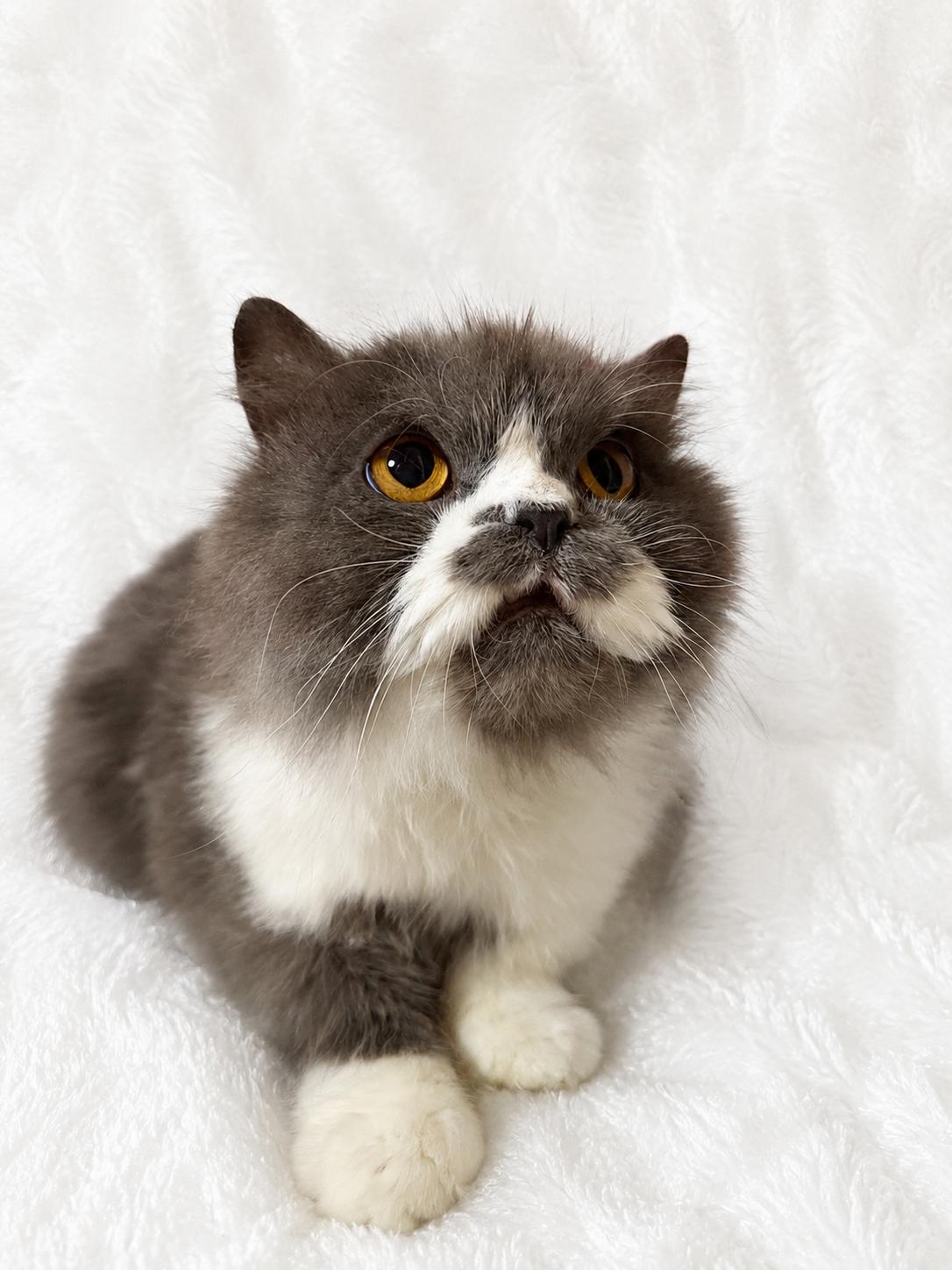 Winston, an adoptable Persian in Copley, OH image 1/4