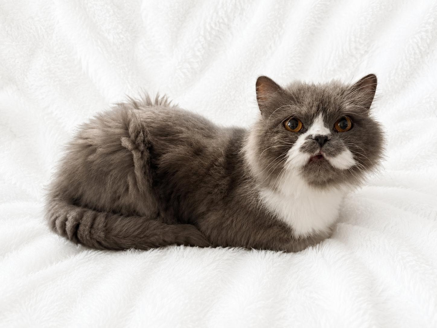 Winston, an adoptable Persian in Copley, OH image 2/4