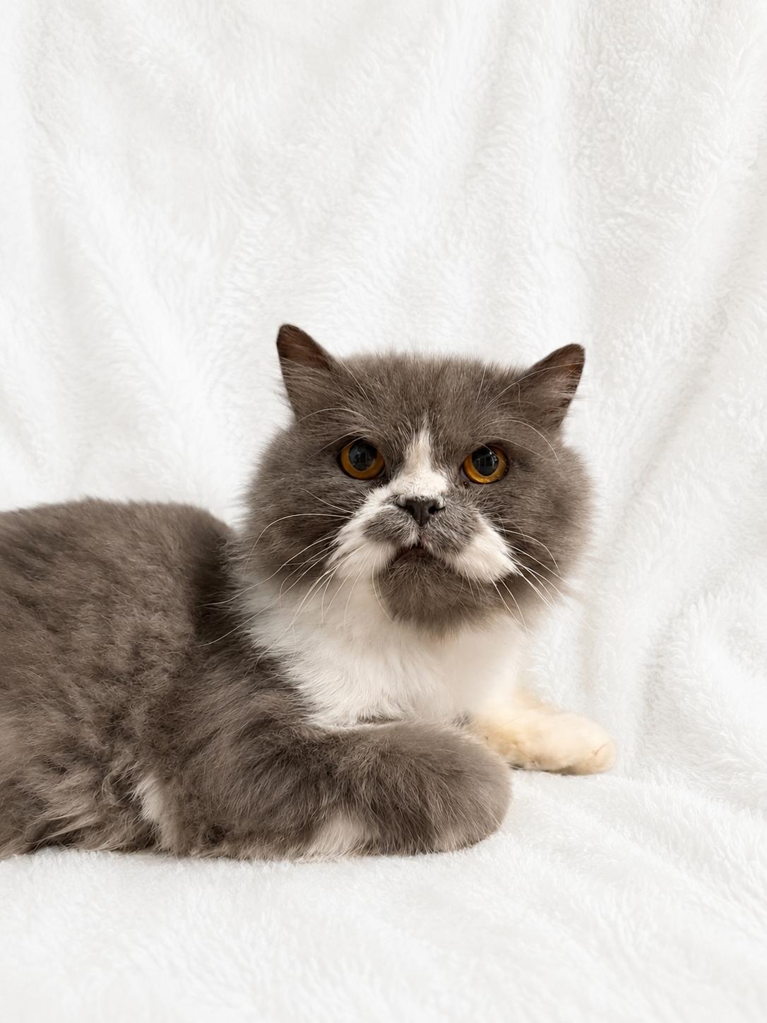 Winston, an adoptable Persian in Copley, OH image 3/4