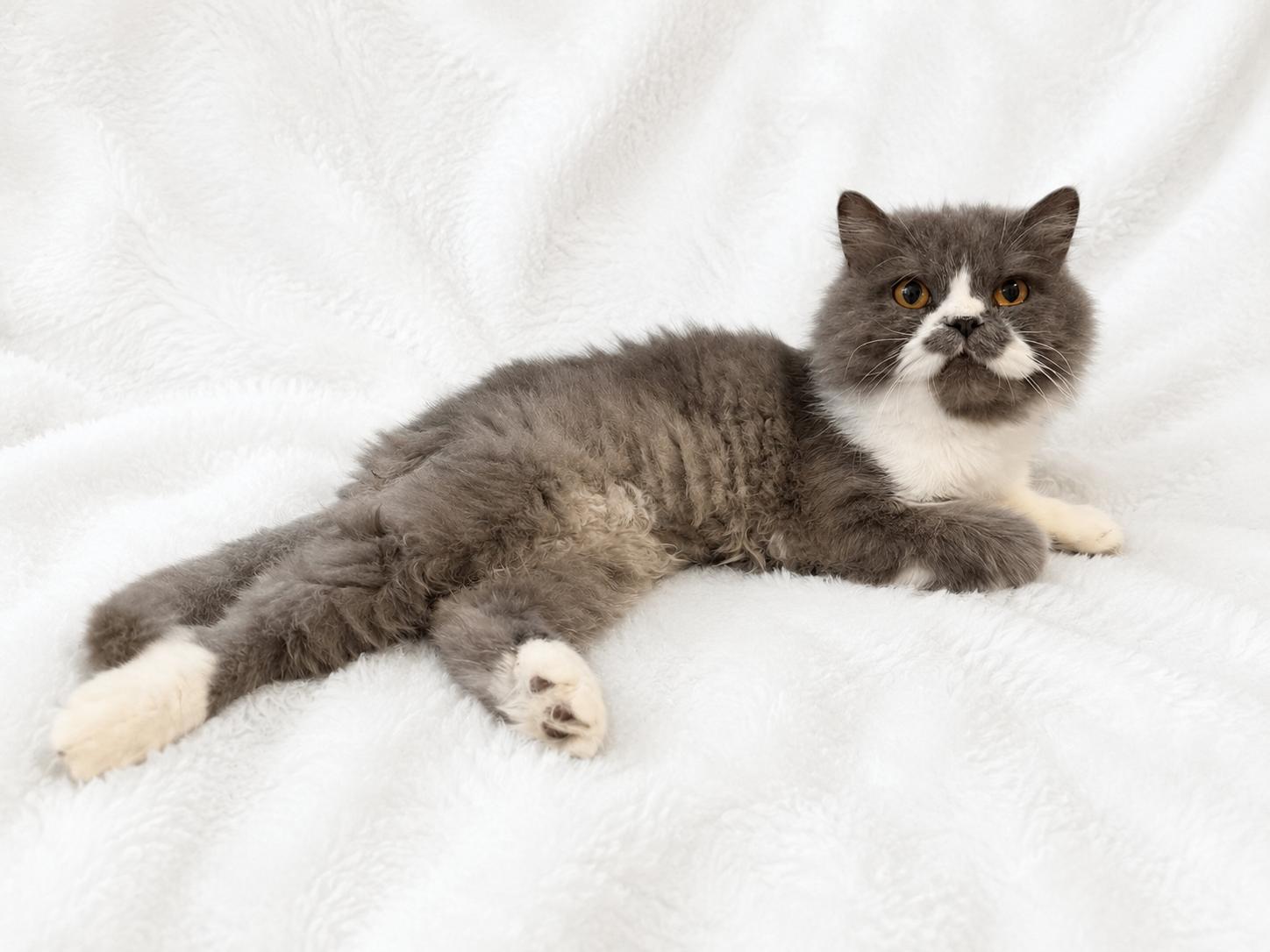 Winston, an adoptable Persian in Copley, OH image 4/4