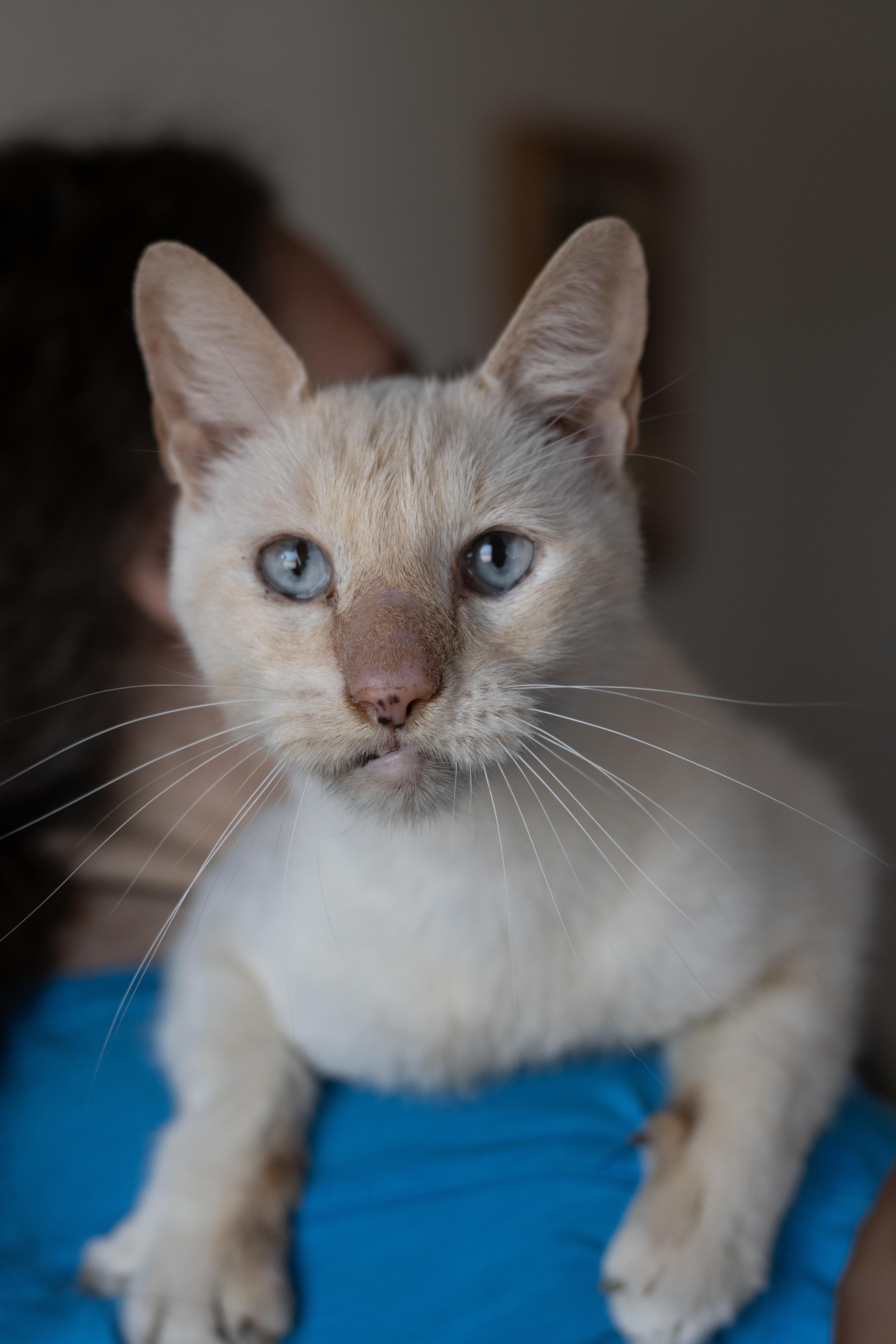 Snowball, an adoptable American Shorthair in Sterling, CO, 80751 | Photo Image 1