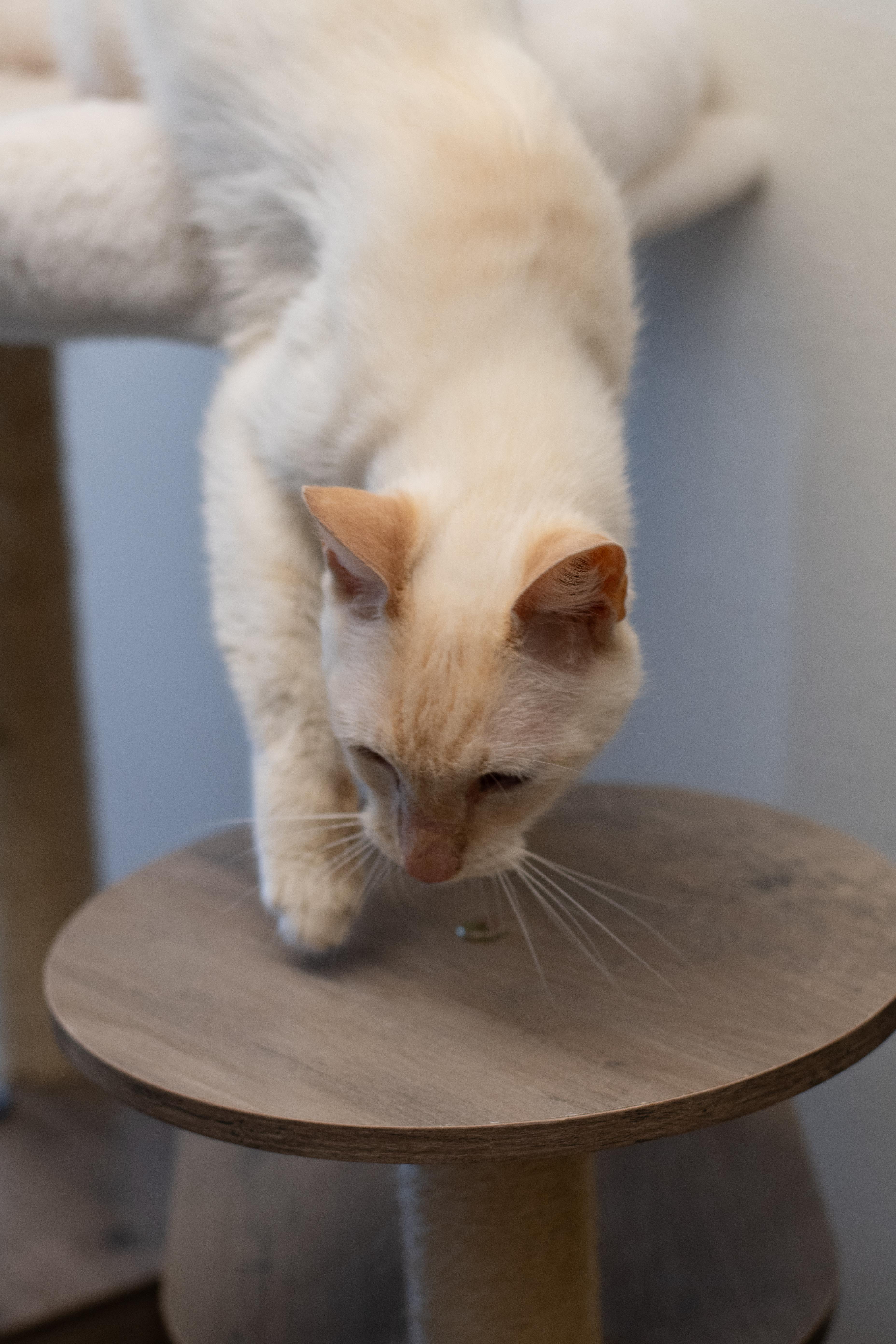 Snowball, an adoptable American Shorthair in Sterling, CO, 80751 | Photo Image 3