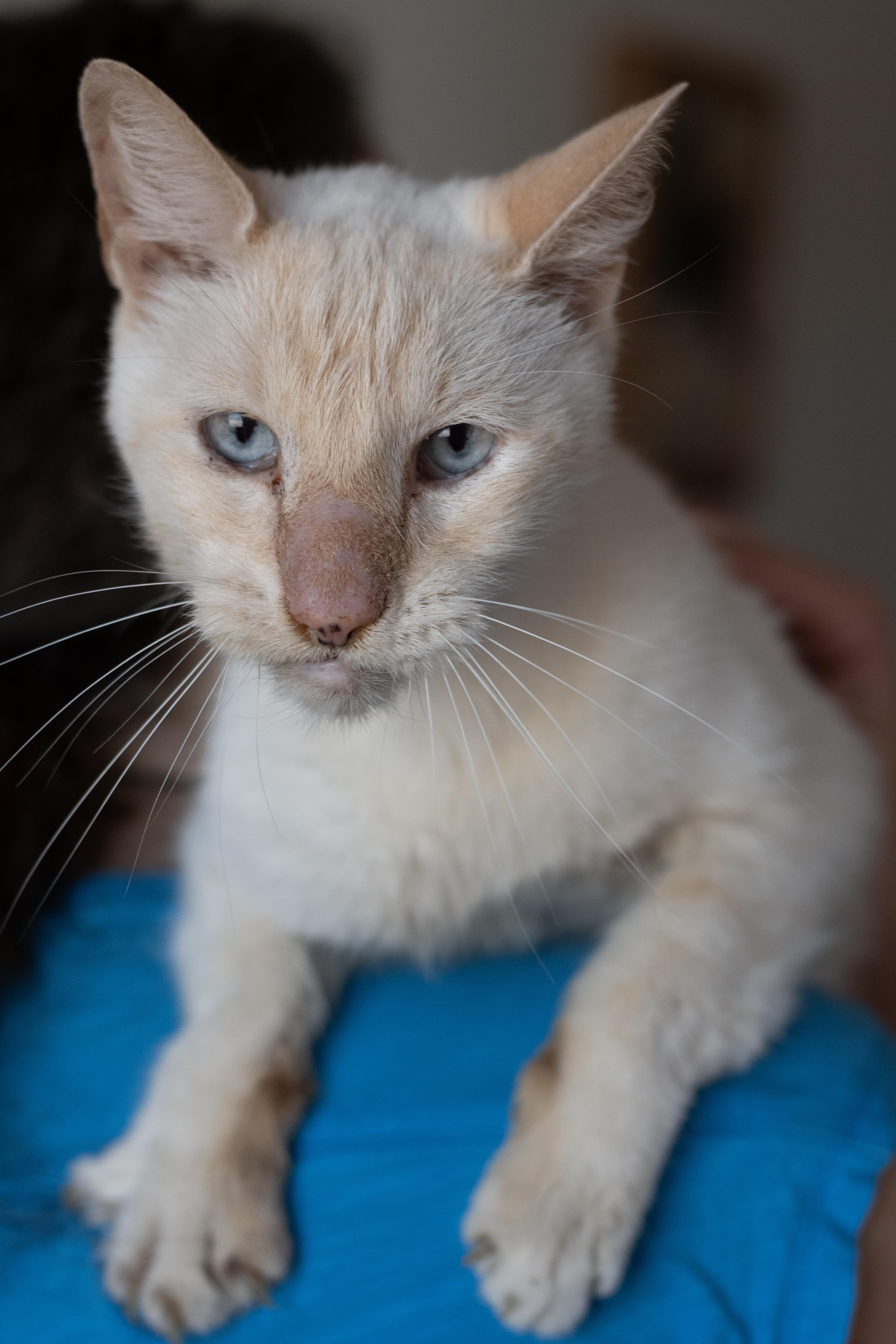 Snowball, an adoptable American Shorthair in Sterling, CO, 80751 | Photo Image 4