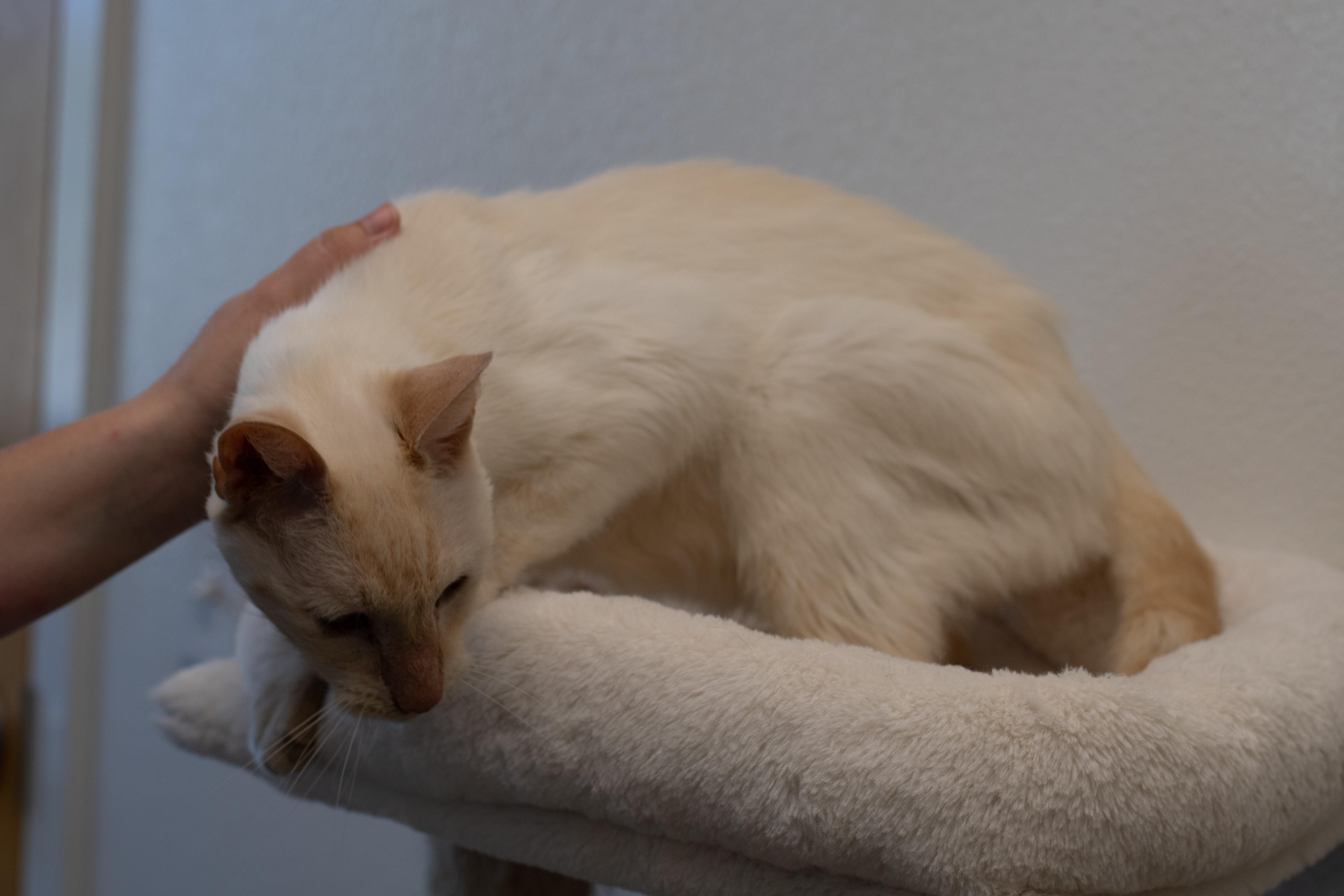 Snowball, an adoptable American Shorthair in Sterling, CO, 80751 | Photo Image 2
