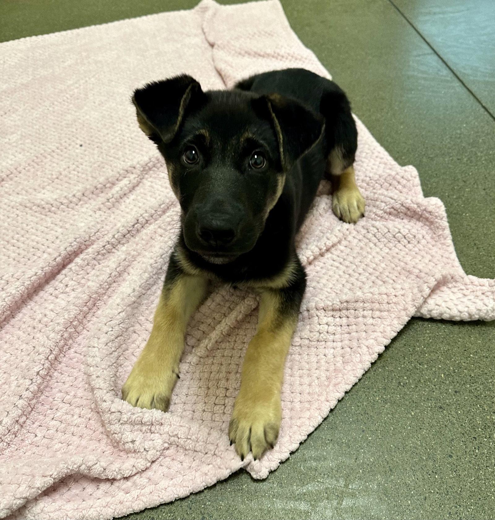 Flash the Puppy!, Adopted, Puppy Male German Shepherd Dog.