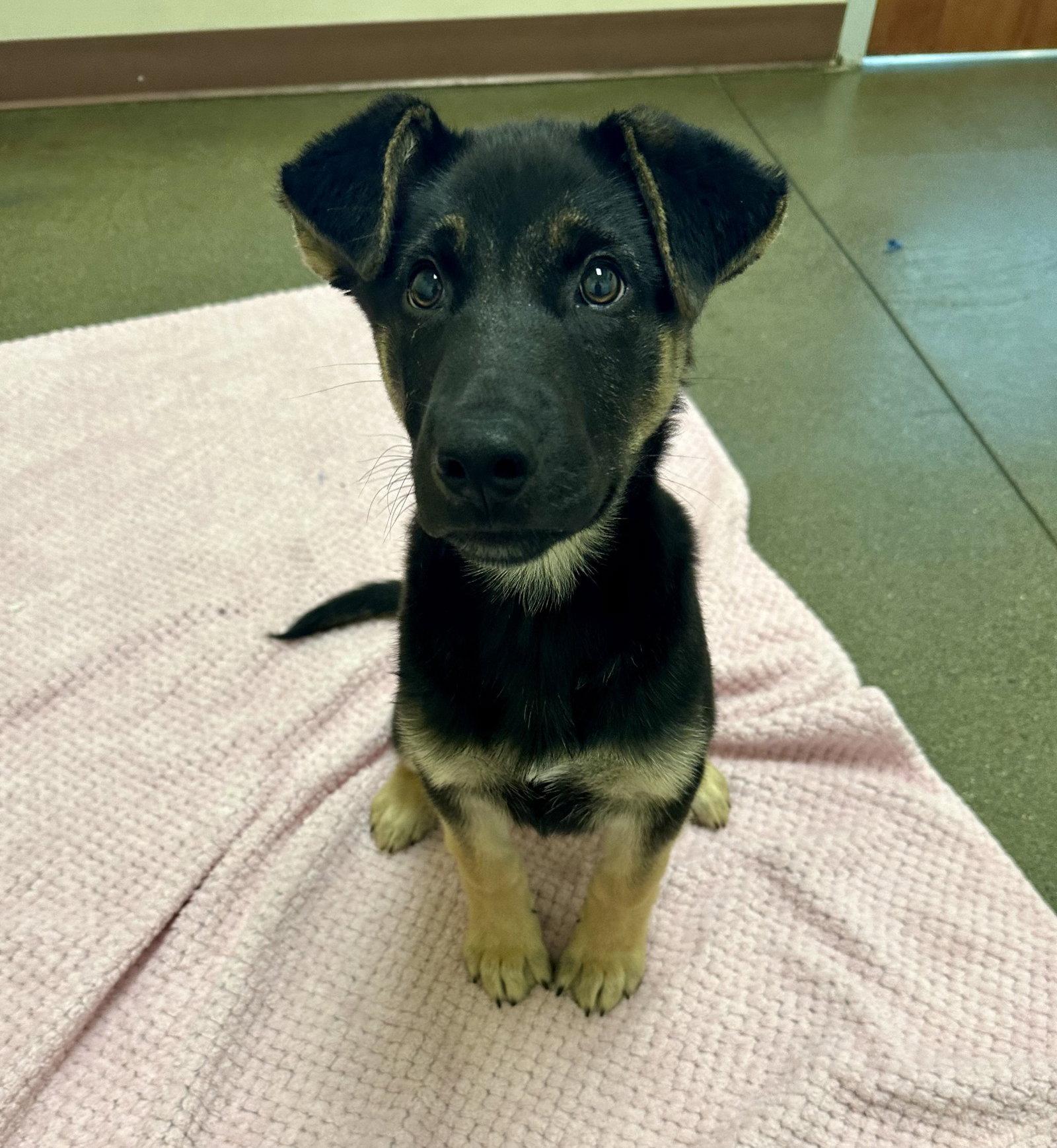 Flash the Puppy!, a Adopted German Shepherd Dog in Burlingame, CA image 2/2