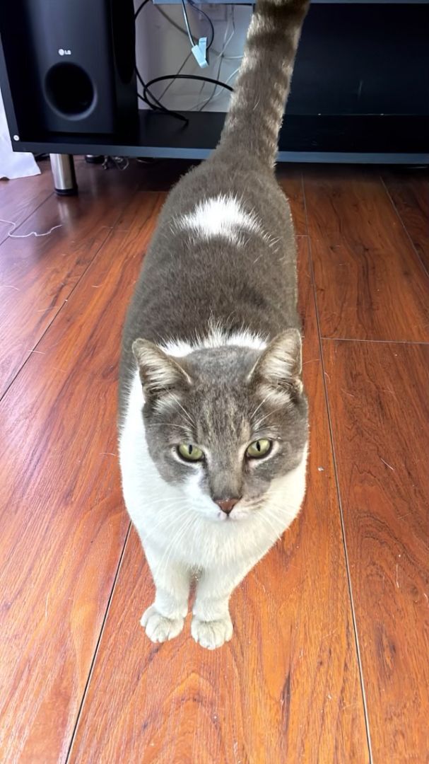 Henry, Adoptable, Young Male Domestic Short Hair.