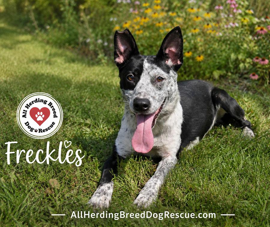 Enlarge Freckles, a ADOPTABLE mixed breed in Joliet, IL image 2/4