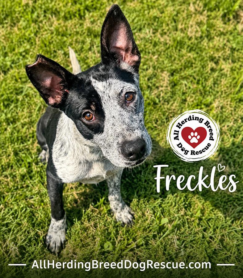 Enlarge Freckles, a ADOPTABLE mixed breed in Joliet, IL image 3/4