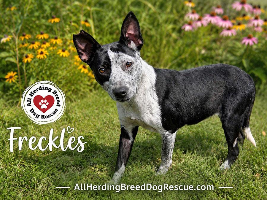Enlarge Freckles, a ADOPTABLE mixed breed in Joliet, IL image 4/4