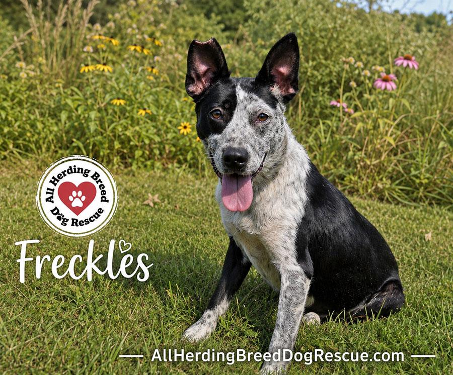 Freckles, ADOPTABLE, Young Female Cattle Dog.