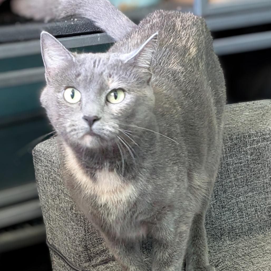 Honeycrisp, a Adoptable Domestic Short Hair in Columbia, MO image 1/4