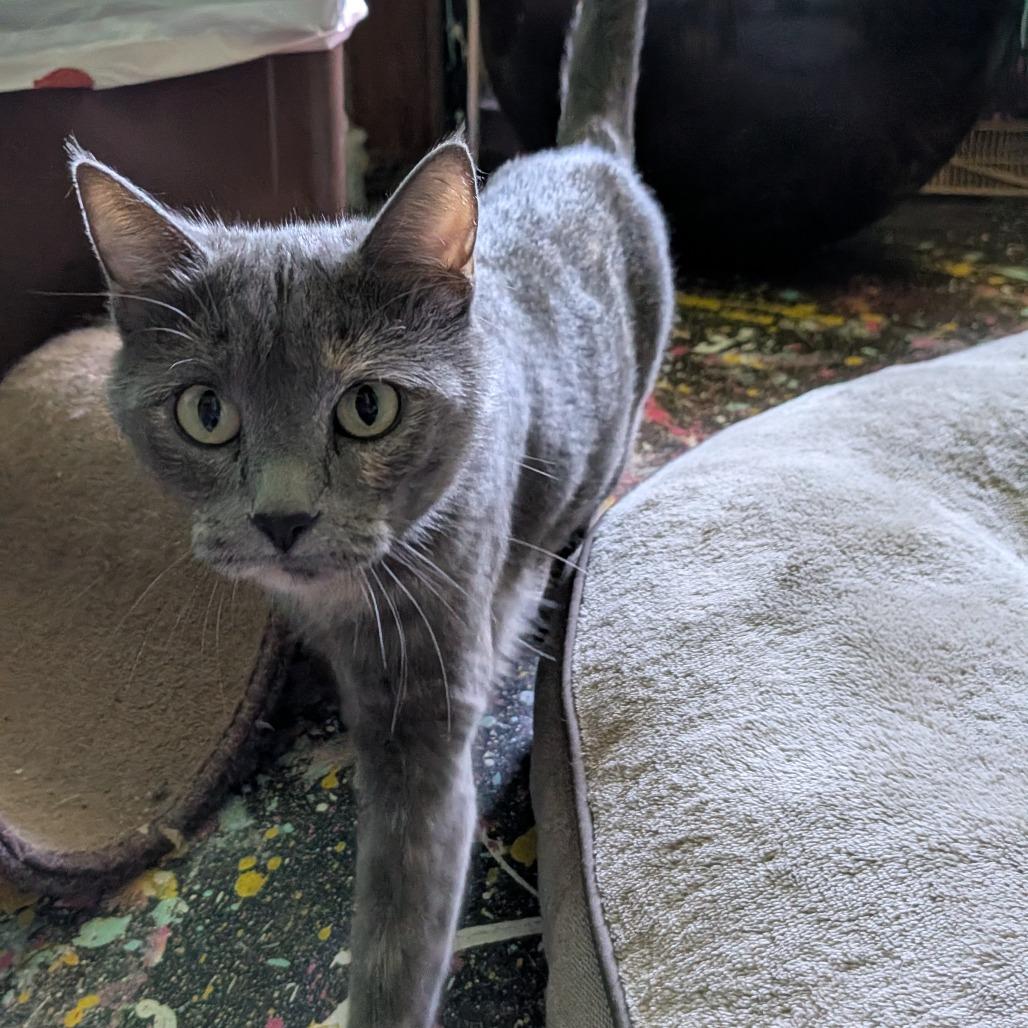 Honeycrisp, a Adoptable Domestic Short Hair in Columbia, MO image 2/4