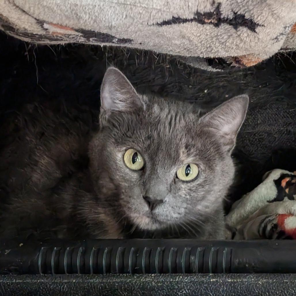 Honeycrisp, a Adoptable Domestic Short Hair in Columbia, MO image 3/4