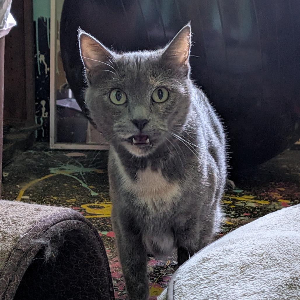 Honeycrisp, a Adoptable Domestic Short Hair in Columbia, MO image 4/4