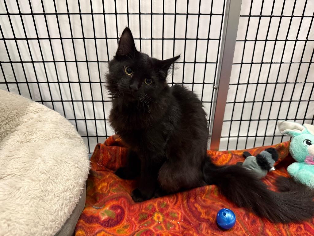 Enlarge Vesper, a Adoptable mixed breed in Raleigh, NC image 2/2