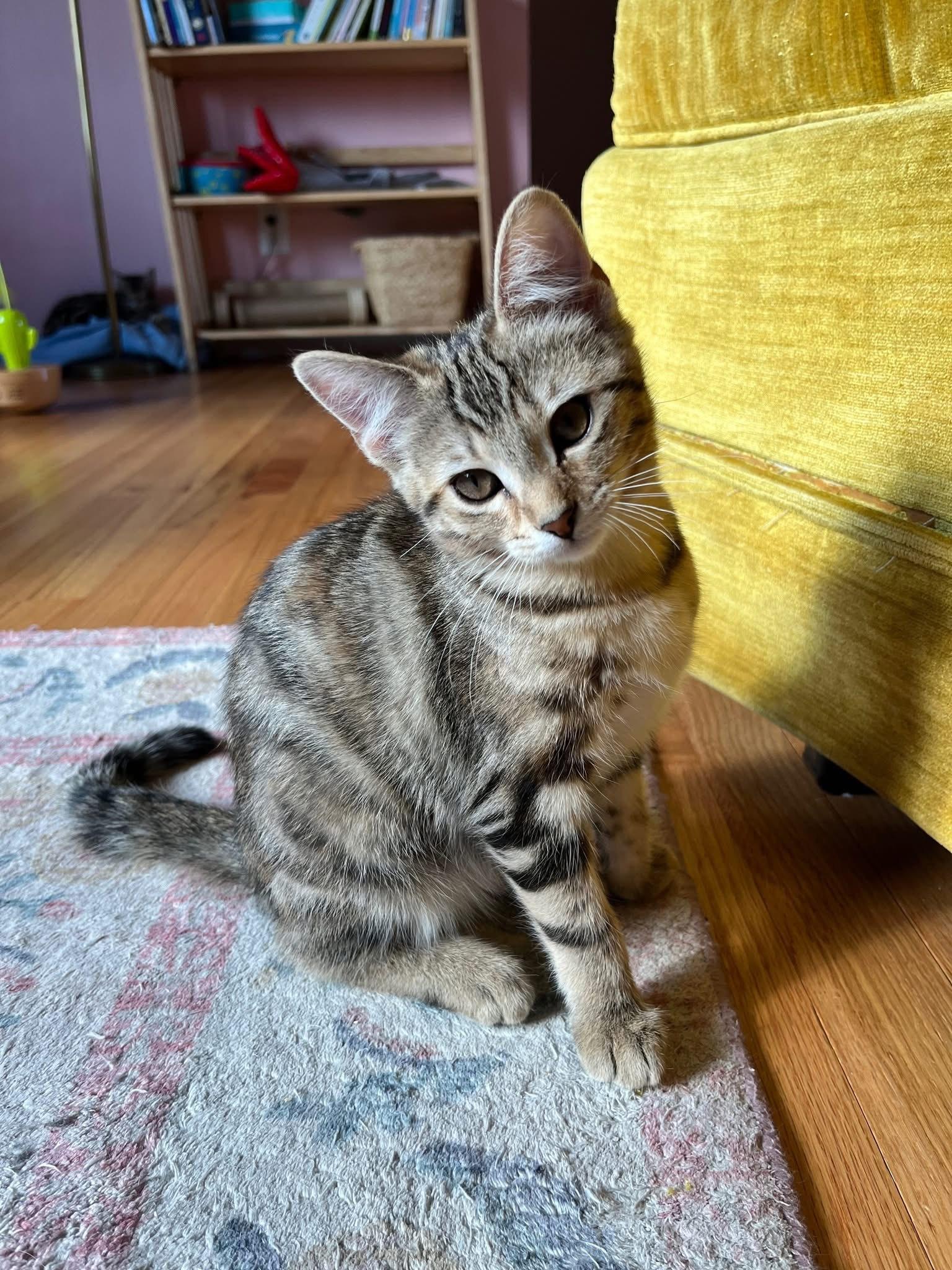 Juniper, ADOPTABLE, Kitten Female Domestic Short Hair.