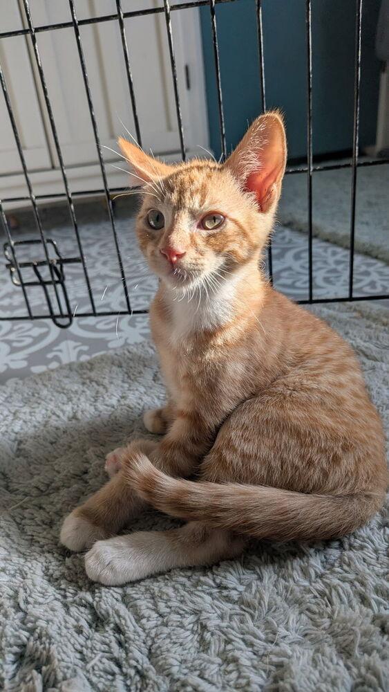 Danny, Adoptable, Kitten Male Domestic Short Hair.