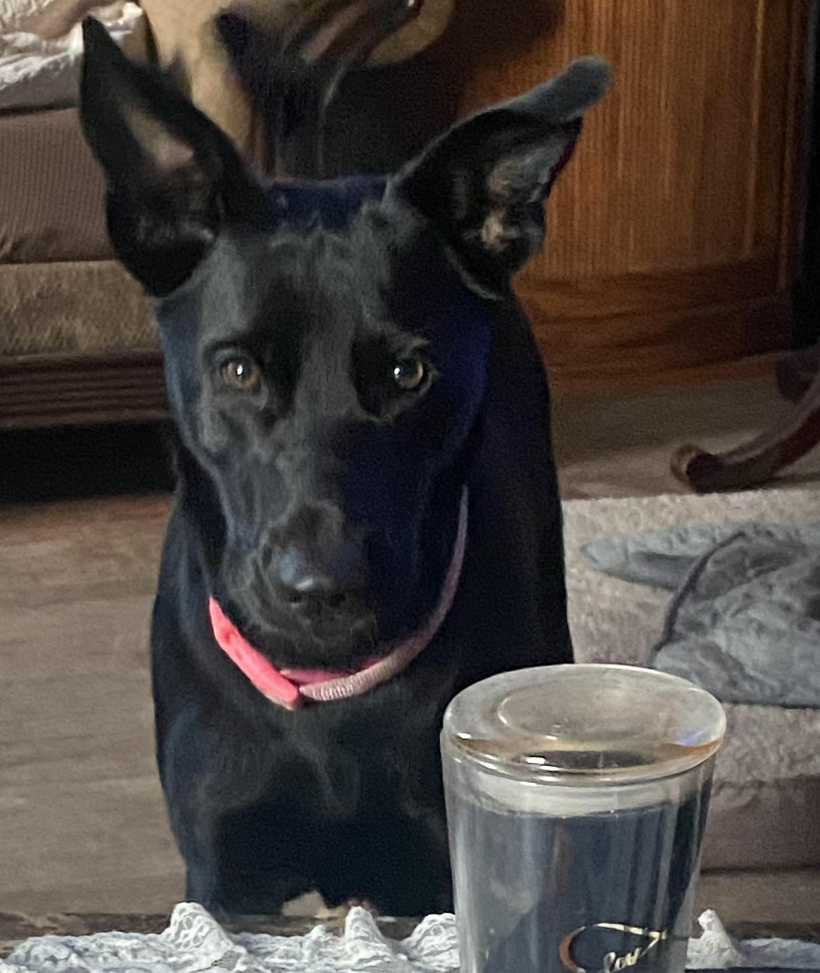 Holly, Adoptable, Adult Female German Shepherd Dog.