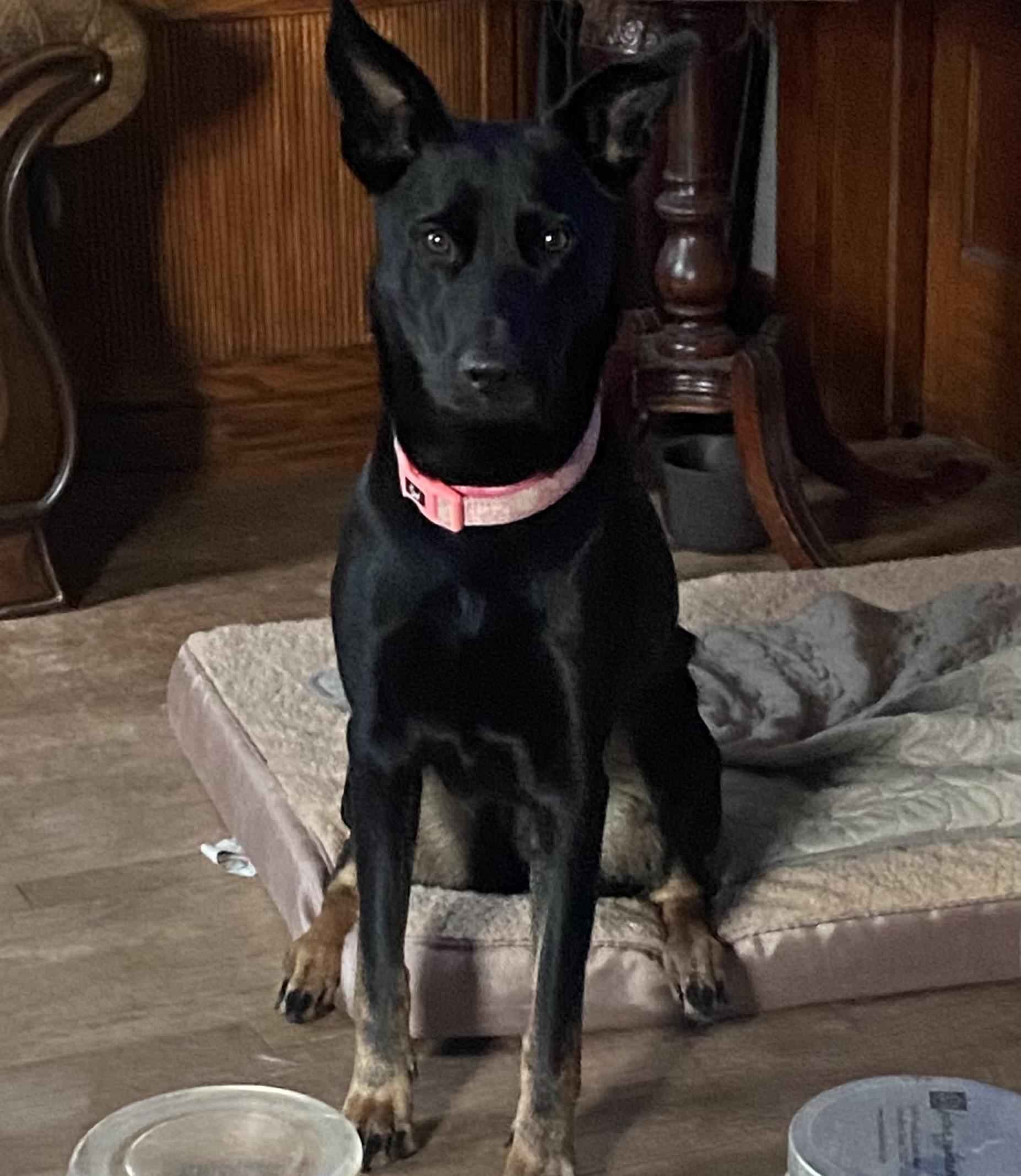 Enlarge Holly, a Adoptable German Shepherd Dog in Rochester, NY image 3/6