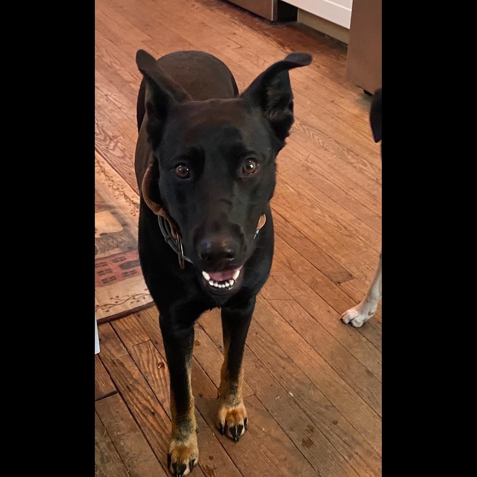 Enlarge Holly, a Adoptable German Shepherd Dog in Rochester, NY image 4/6