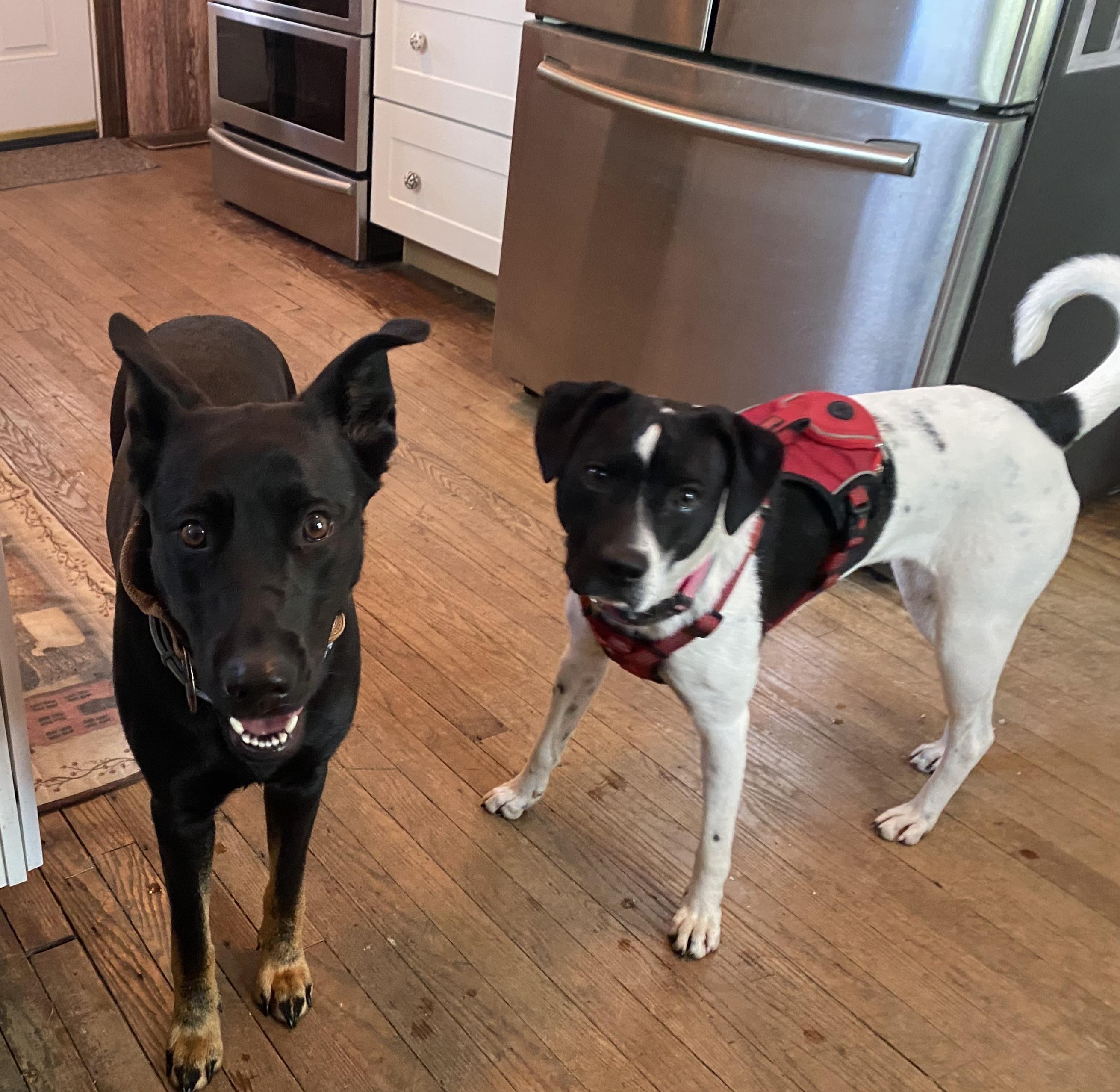 Enlarge Holly, a Adoptable German Shepherd Dog in Rochester, NY image 5/6