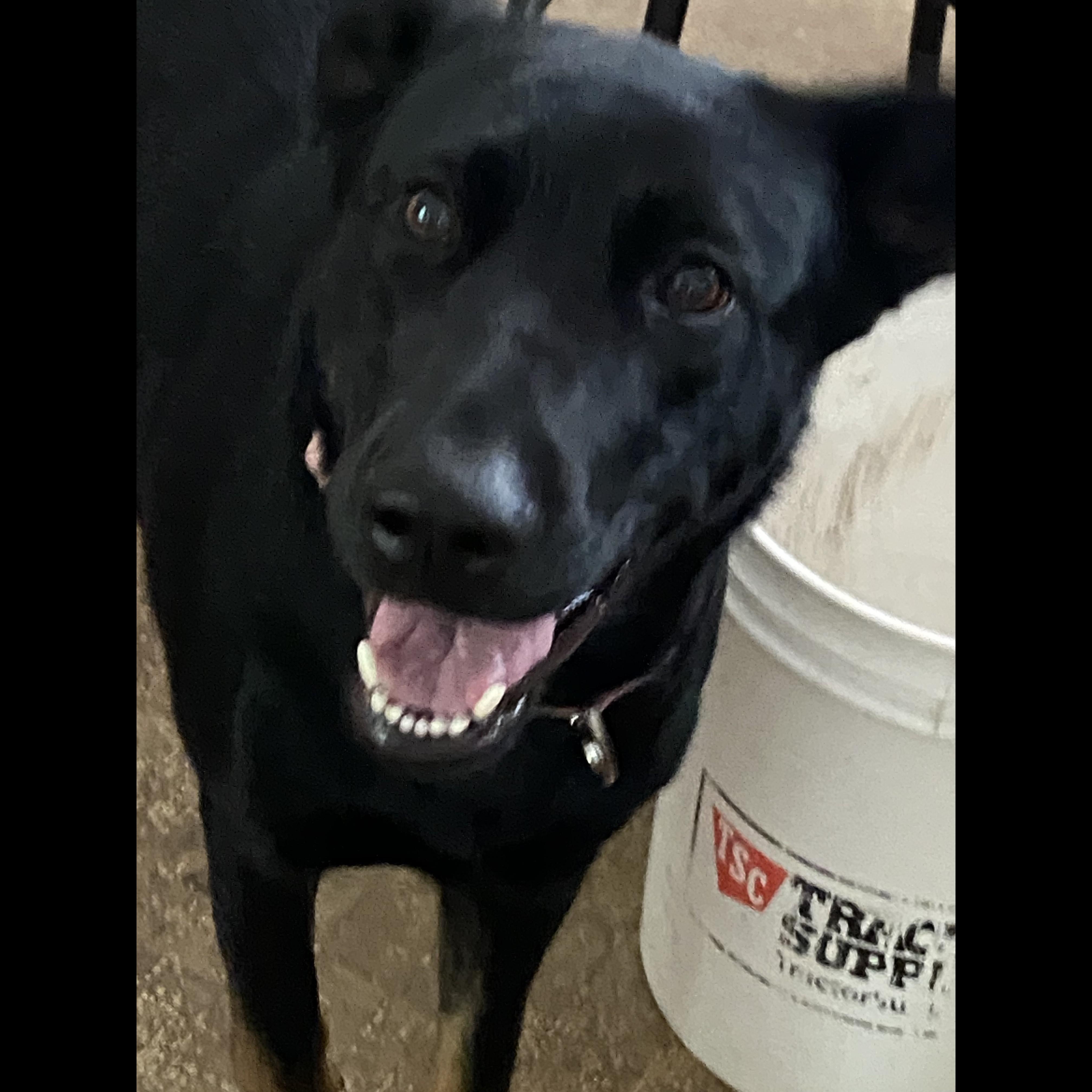 Enlarge Holly, a Adoptable German Shepherd Dog in Rochester, NY image 6/6