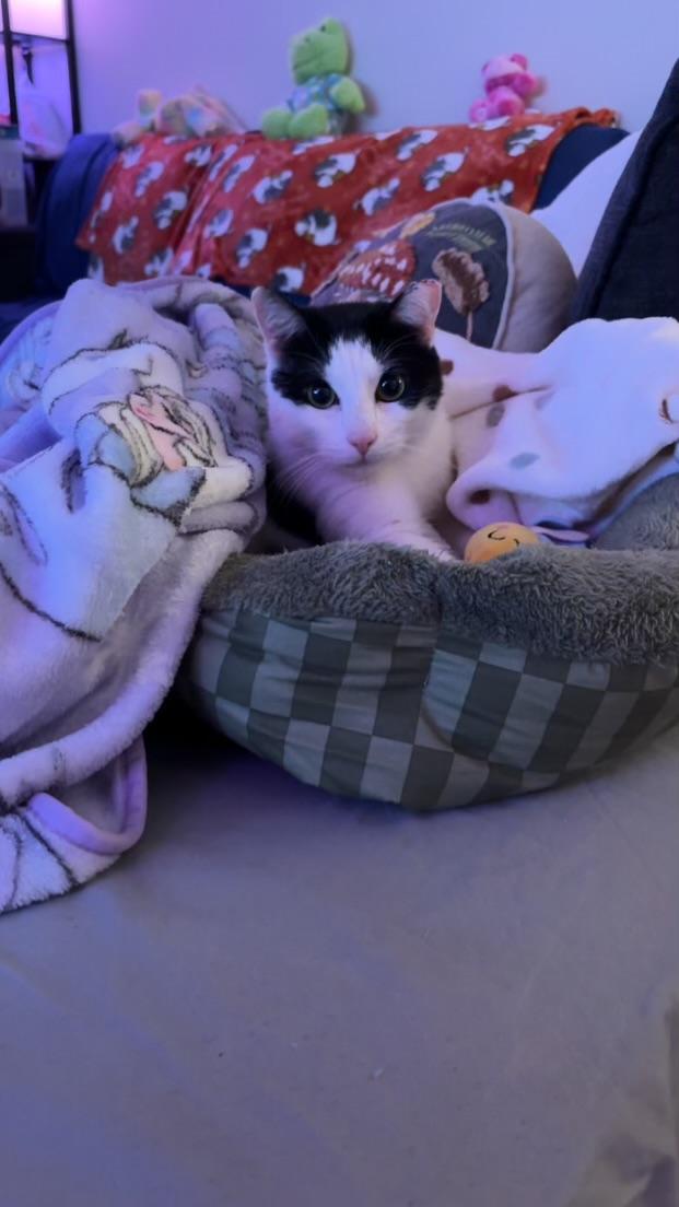 Enlarge Oreo, a Adopted Domestic Short Hair in Greensboro, NC image 1/6