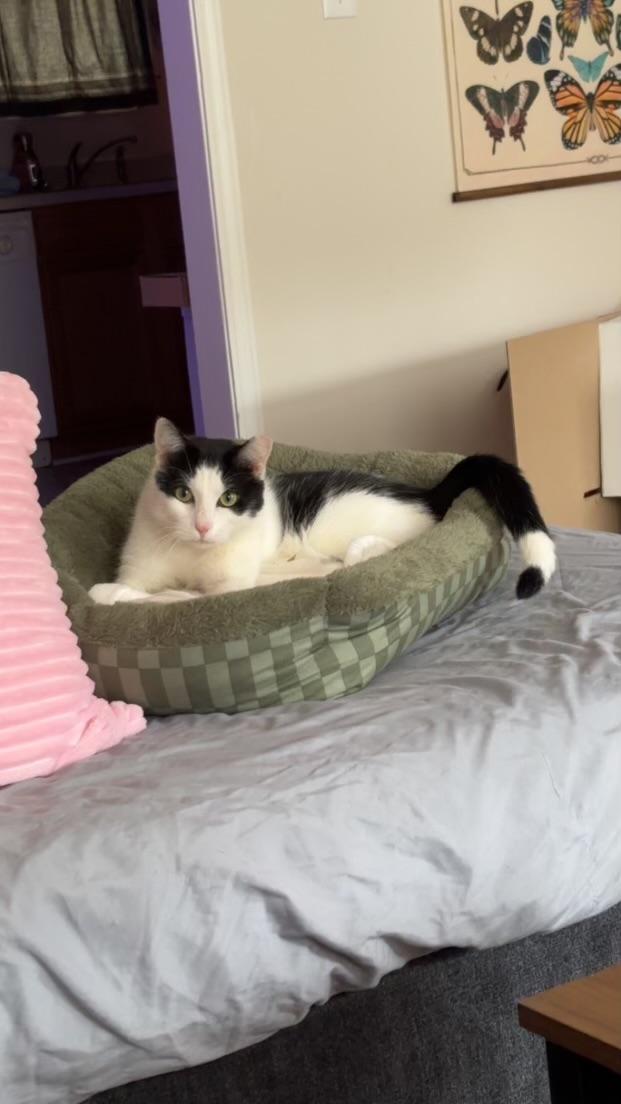 Enlarge Oreo, a Adopted Domestic Short Hair in Greensboro, NC image 2/6