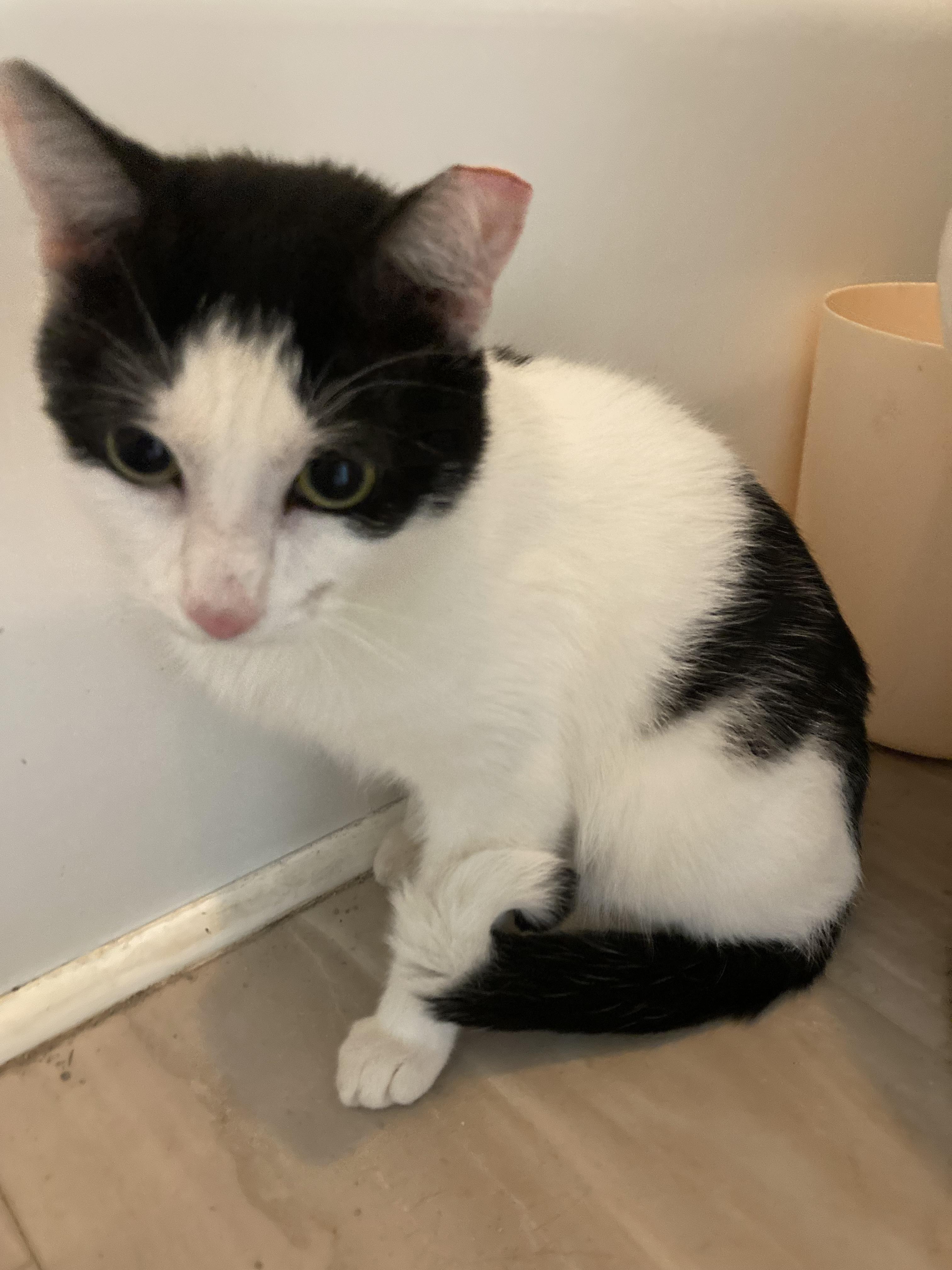 Enlarge Oreo, a Adopted Domestic Short Hair in Greensboro, NC image 3/6