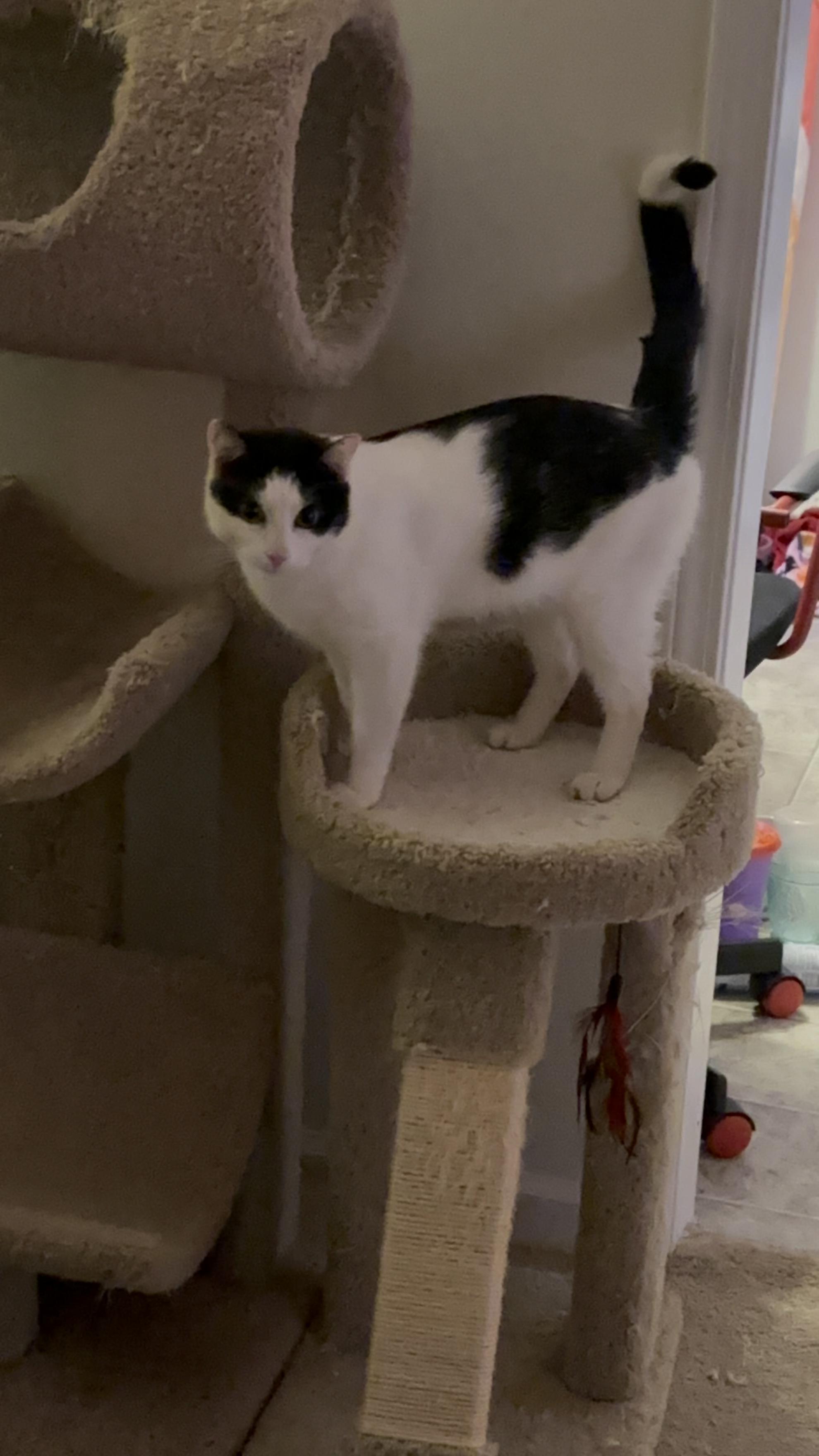 Enlarge Oreo, a Adopted Domestic Short Hair in Greensboro, NC image 4/6