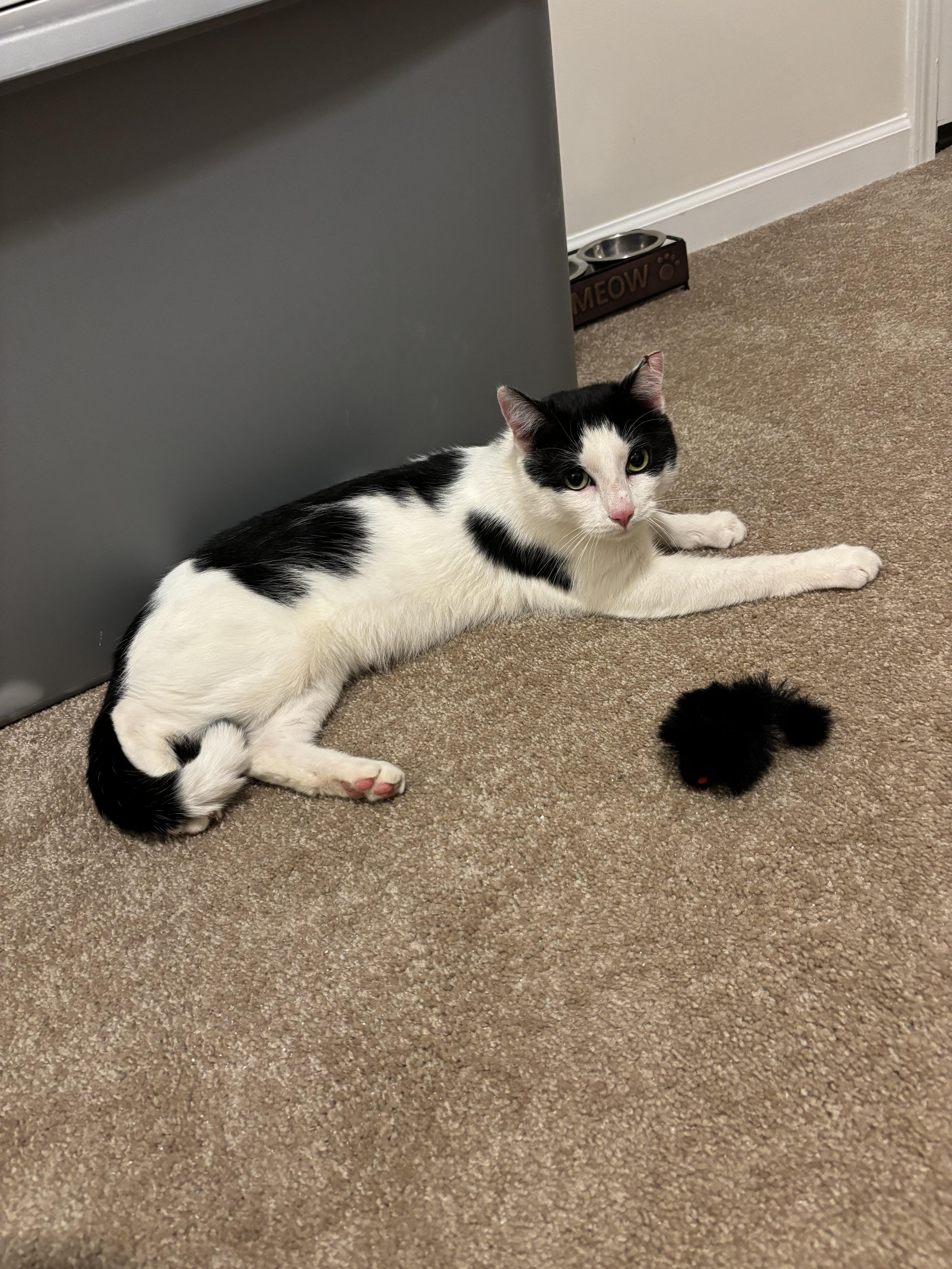 Enlarge Oreo, a Adopted Domestic Short Hair in Greensboro, NC image 5/6