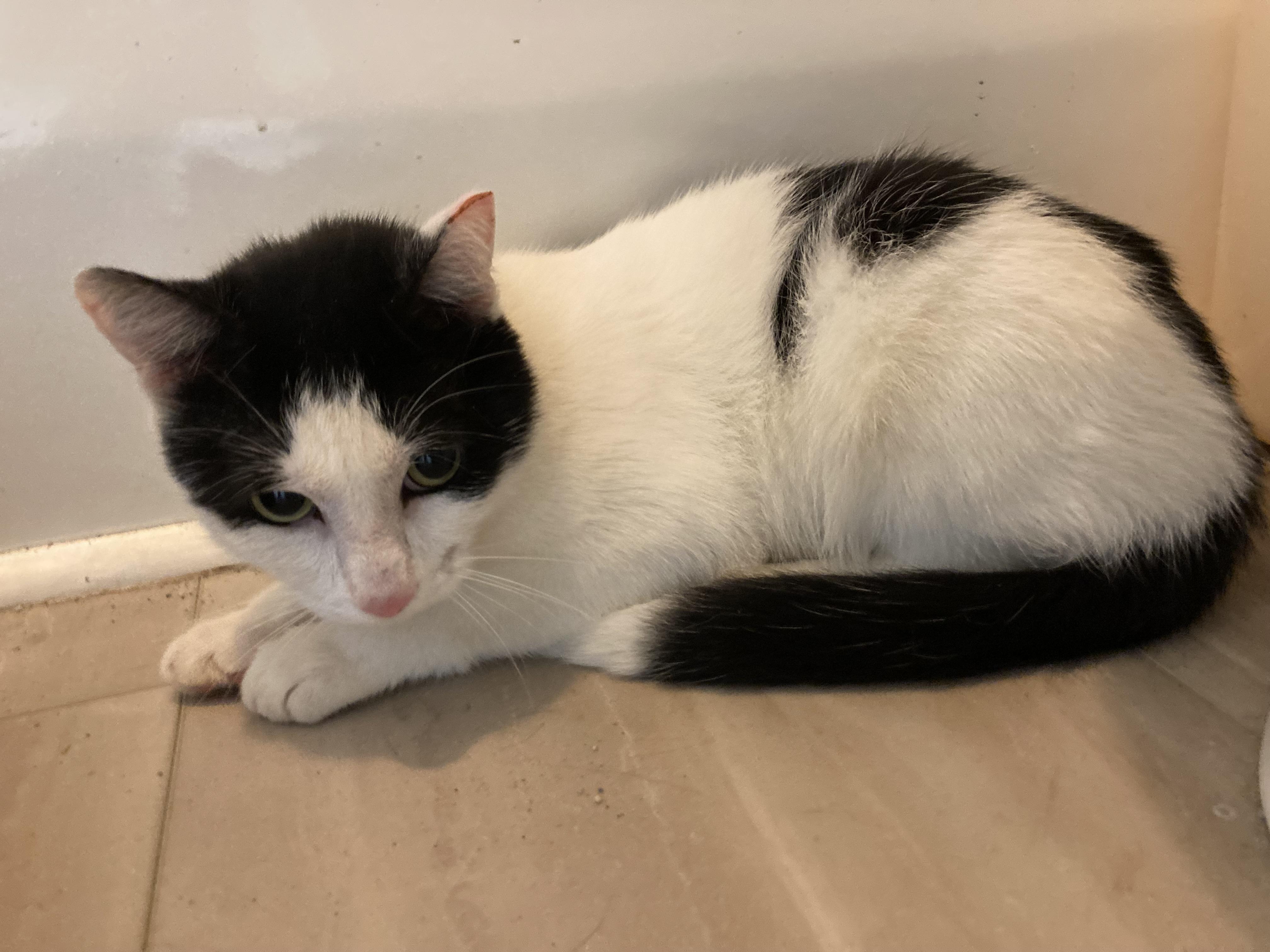 Enlarge Oreo, a Adopted Domestic Short Hair in Greensboro, NC image 6/6