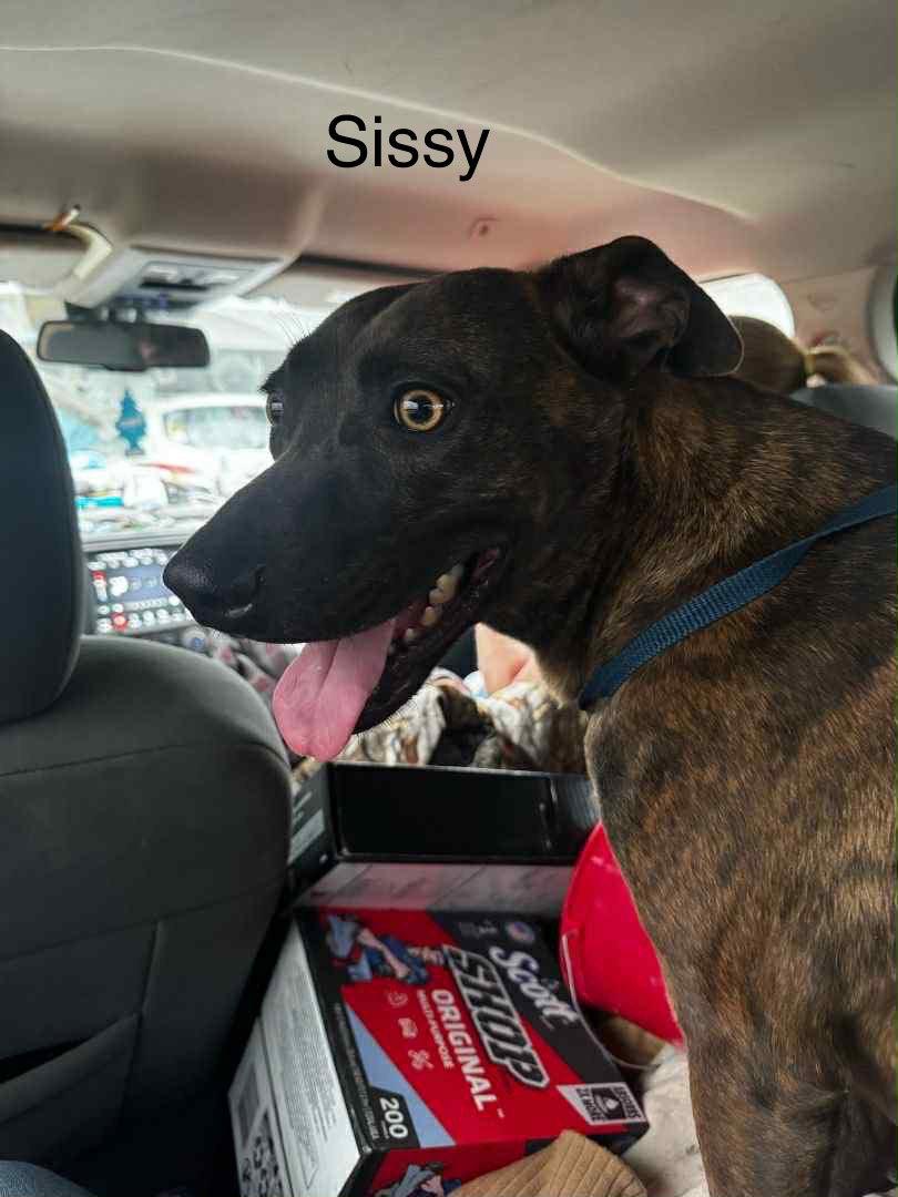 Enlarge Sissy, a Adoptable Labrador Retriever in Farmerville, LA image 1/3