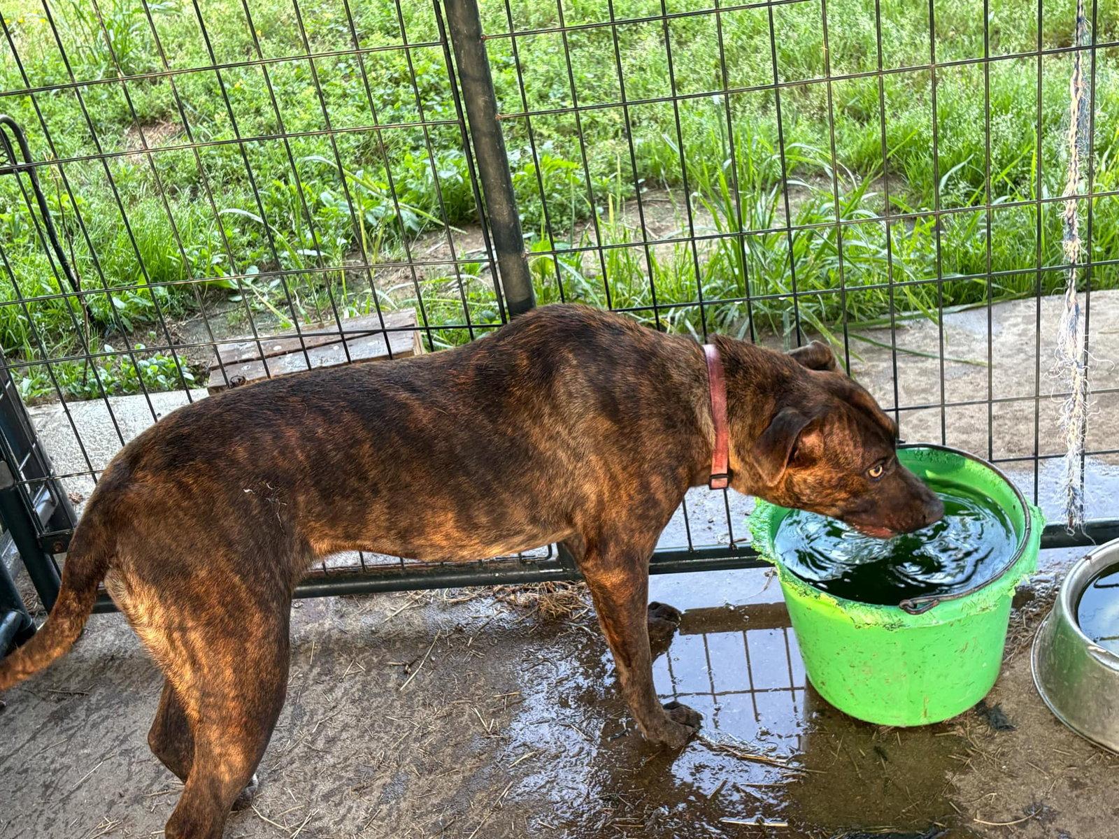Enlarge Sissy, a Adoptable Labrador Retriever in Farmerville, LA image 2/3