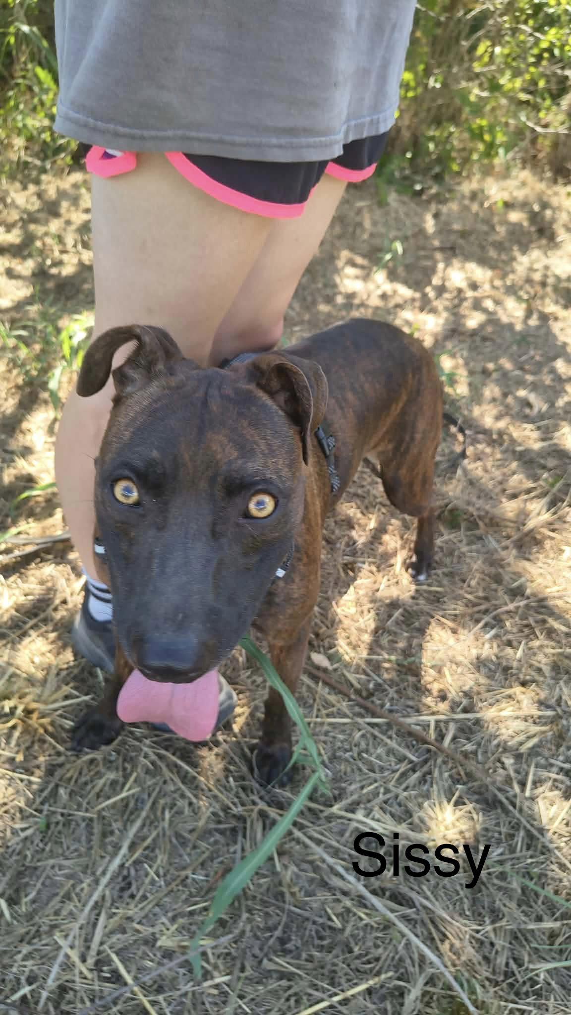 Sissy, Adoptable, Adult Female Labrador Retriever.