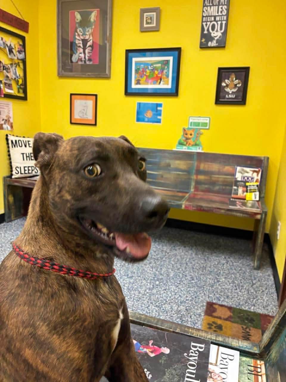 Enlarge Sissy, a Adoptable Labrador Retriever in Farmerville, LA image 3/3
