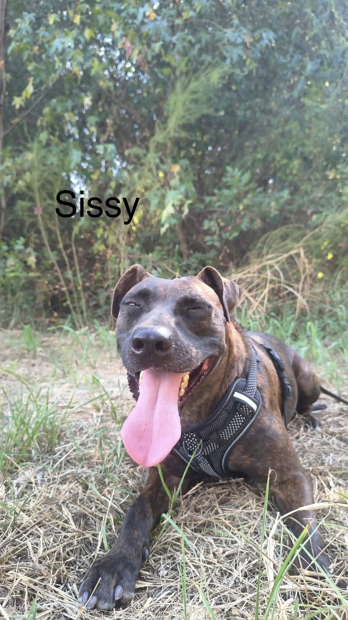 Enlarge Sissy, a Adoptable Labrador Retriever in Farmerville, LA image 2/3