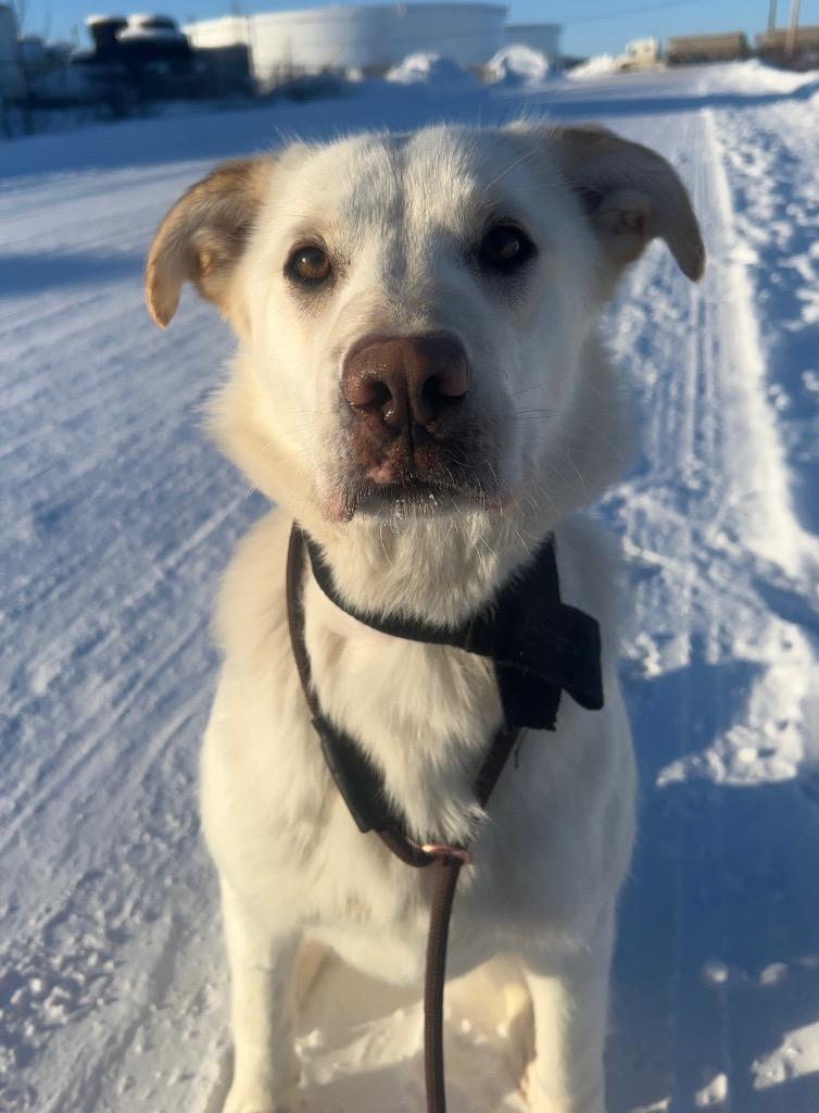 Enlarge Sugar, a Adoptable mixed breed in Yellowknife, NT image 1/2
