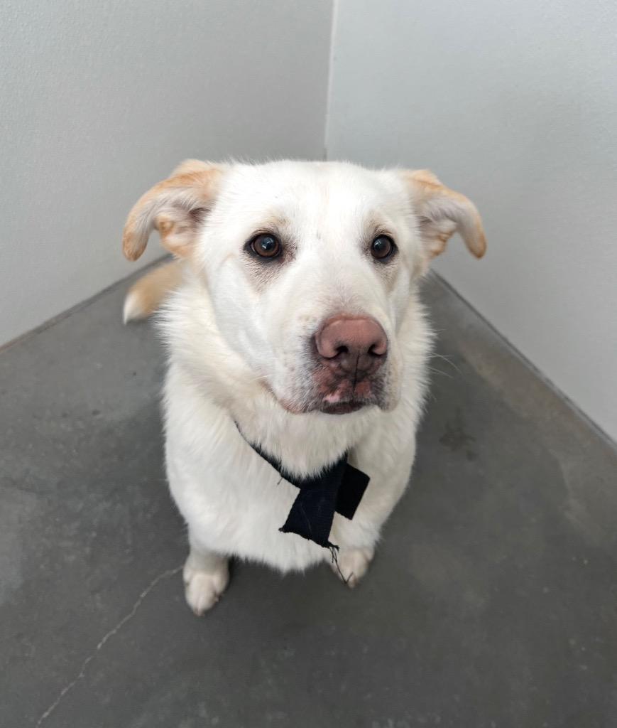 Enlarge Sugar, a Adoptable mixed breed in Yellowknife, NT image 2/2